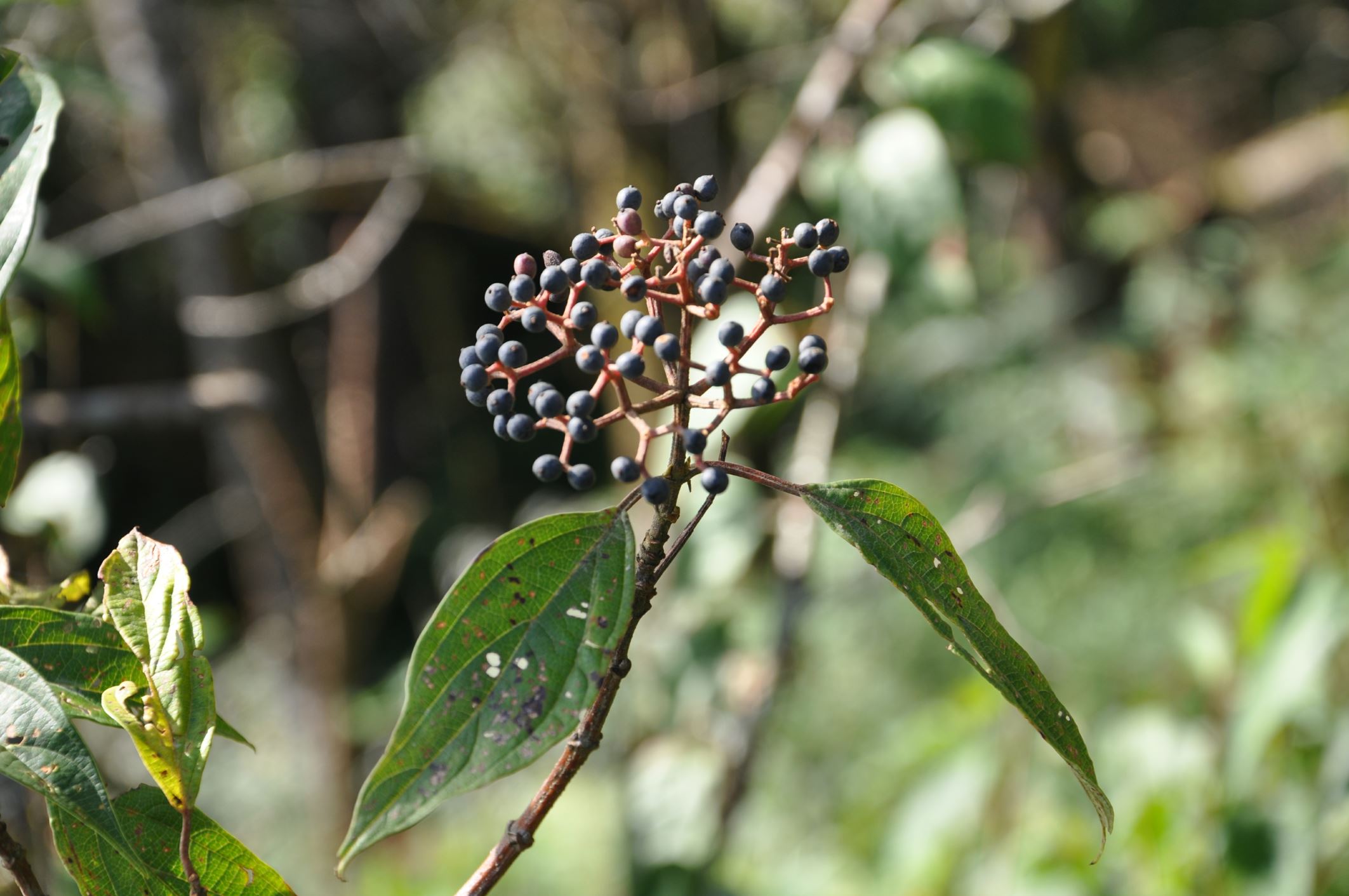 Image of Viburnum cylindricum