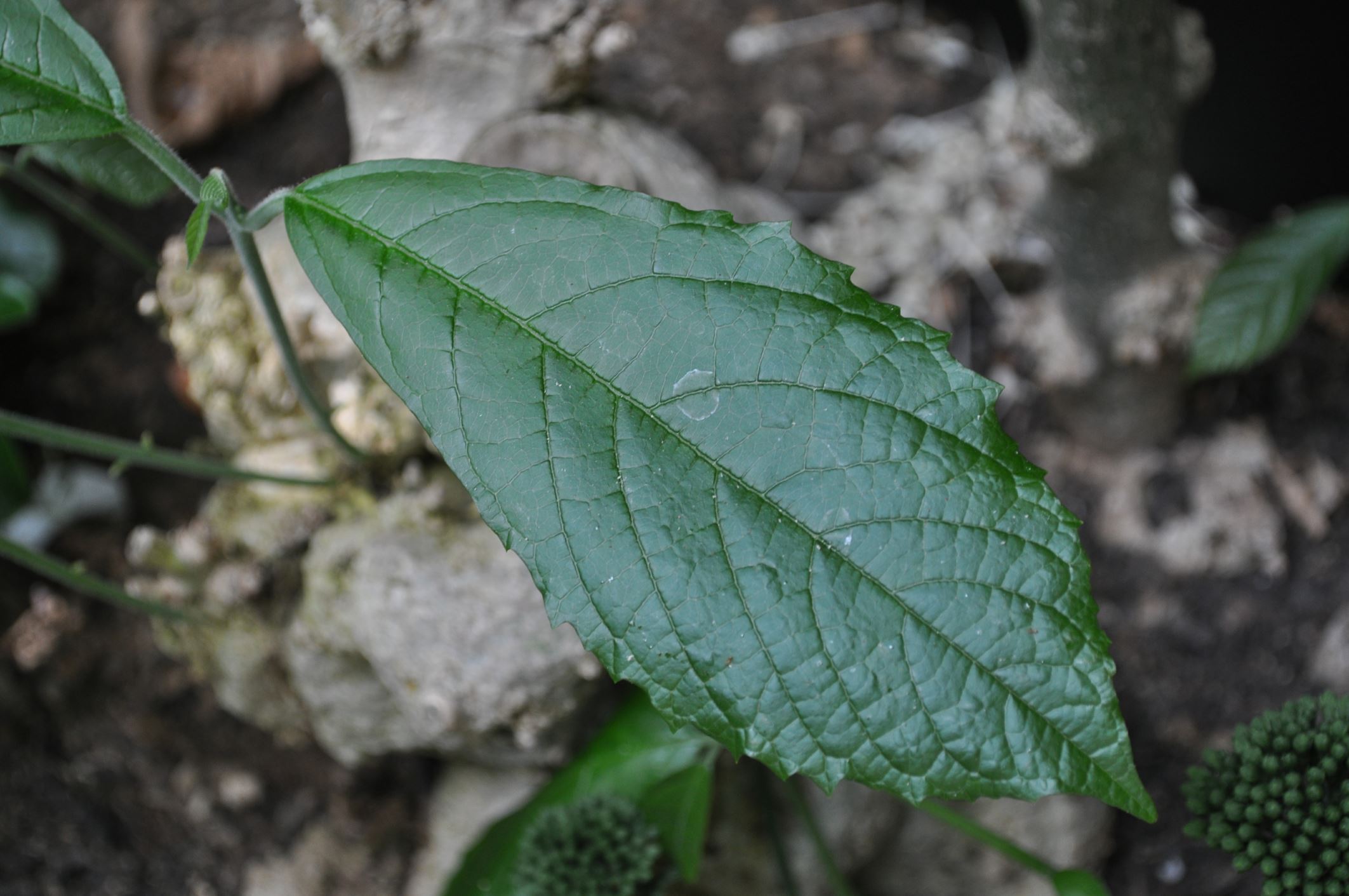 Image of Clerodendrum schweinfurthii