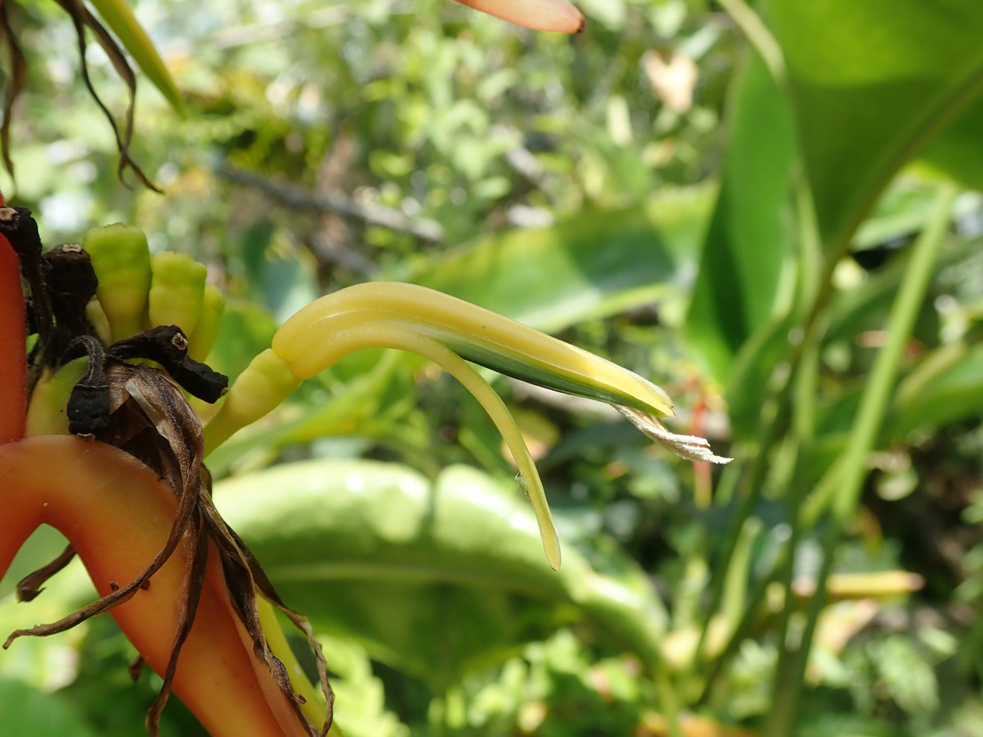 Image of Heliconia latispatha