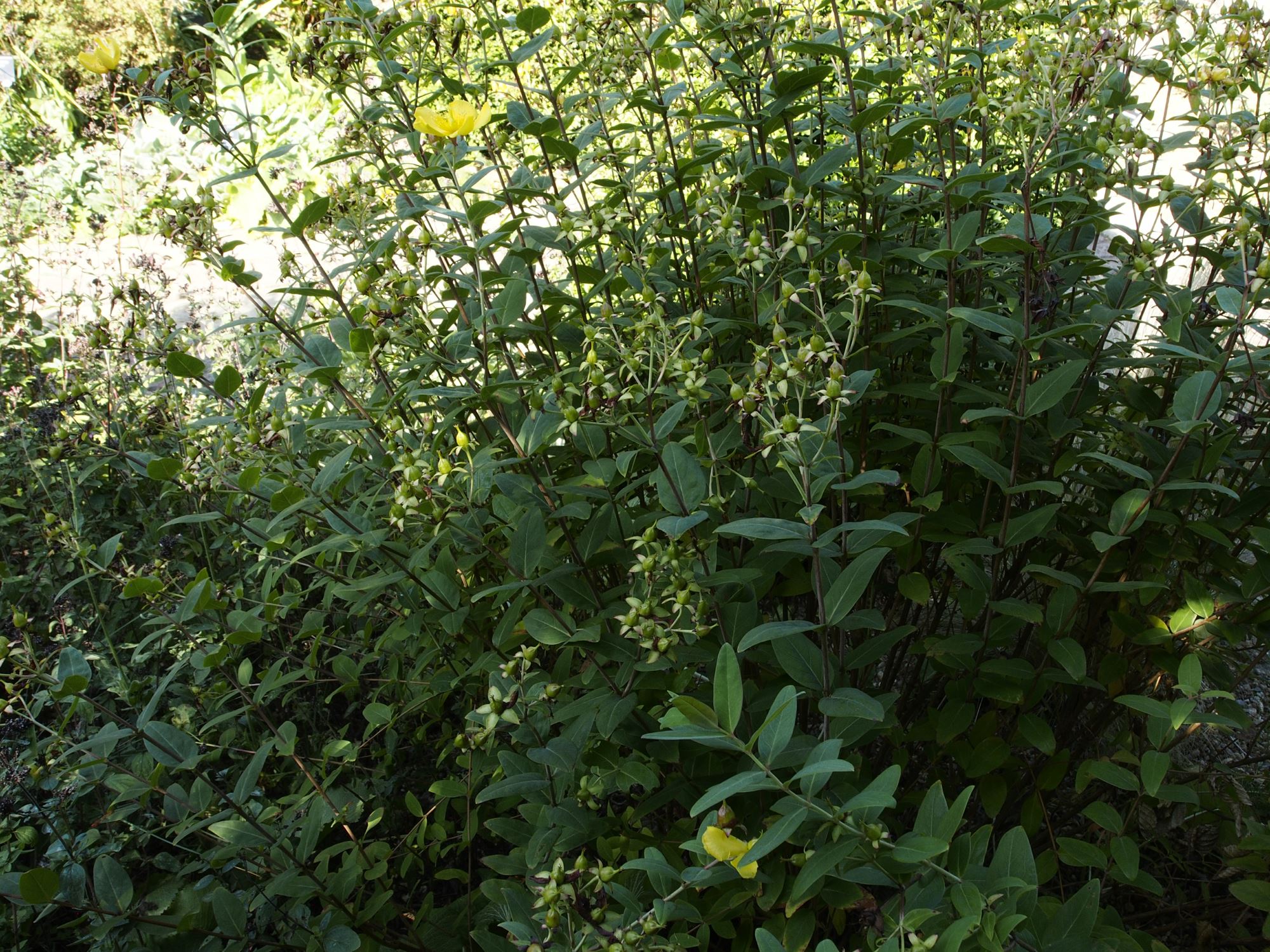 Image of Hypericum lancasteri