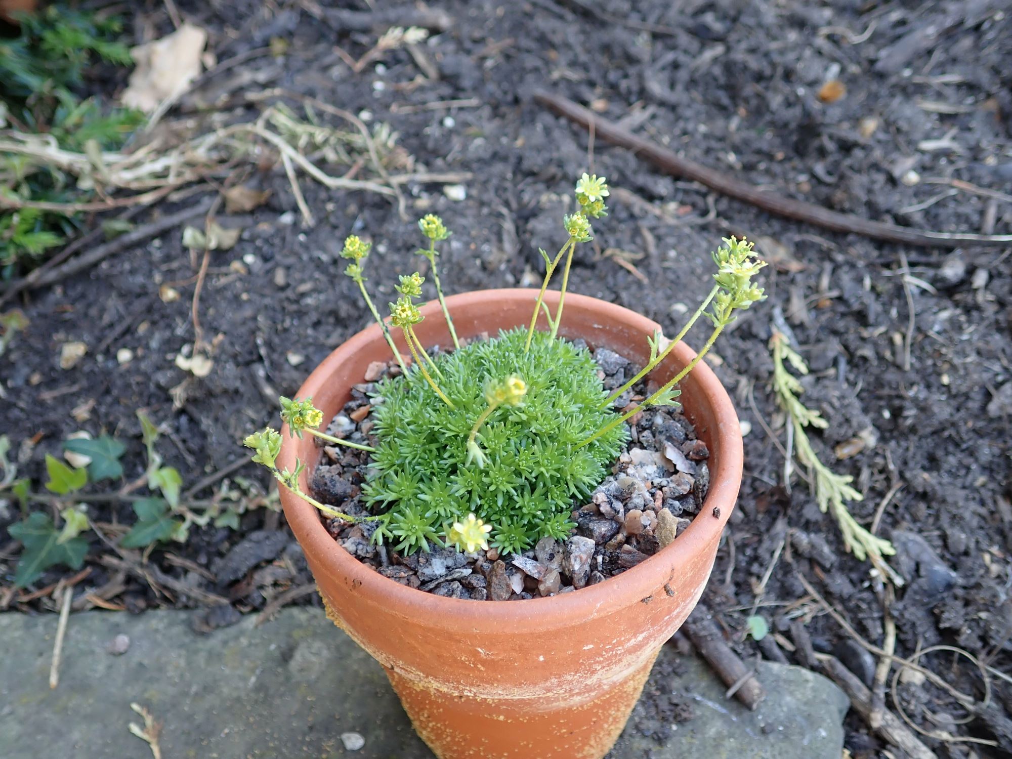 Image of Saxifraga exarata subsp. moschata