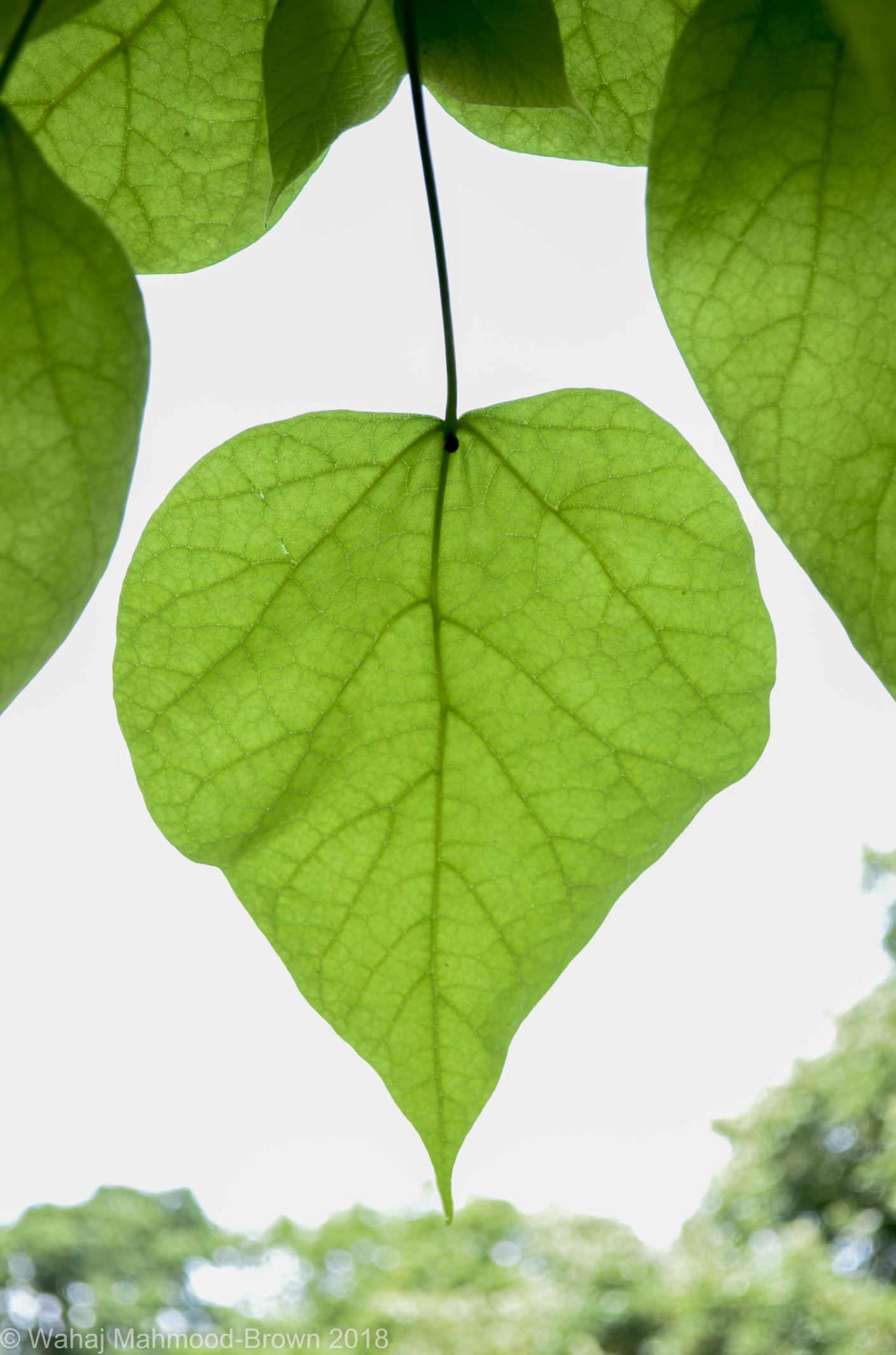 Image of Catalpa speciosa