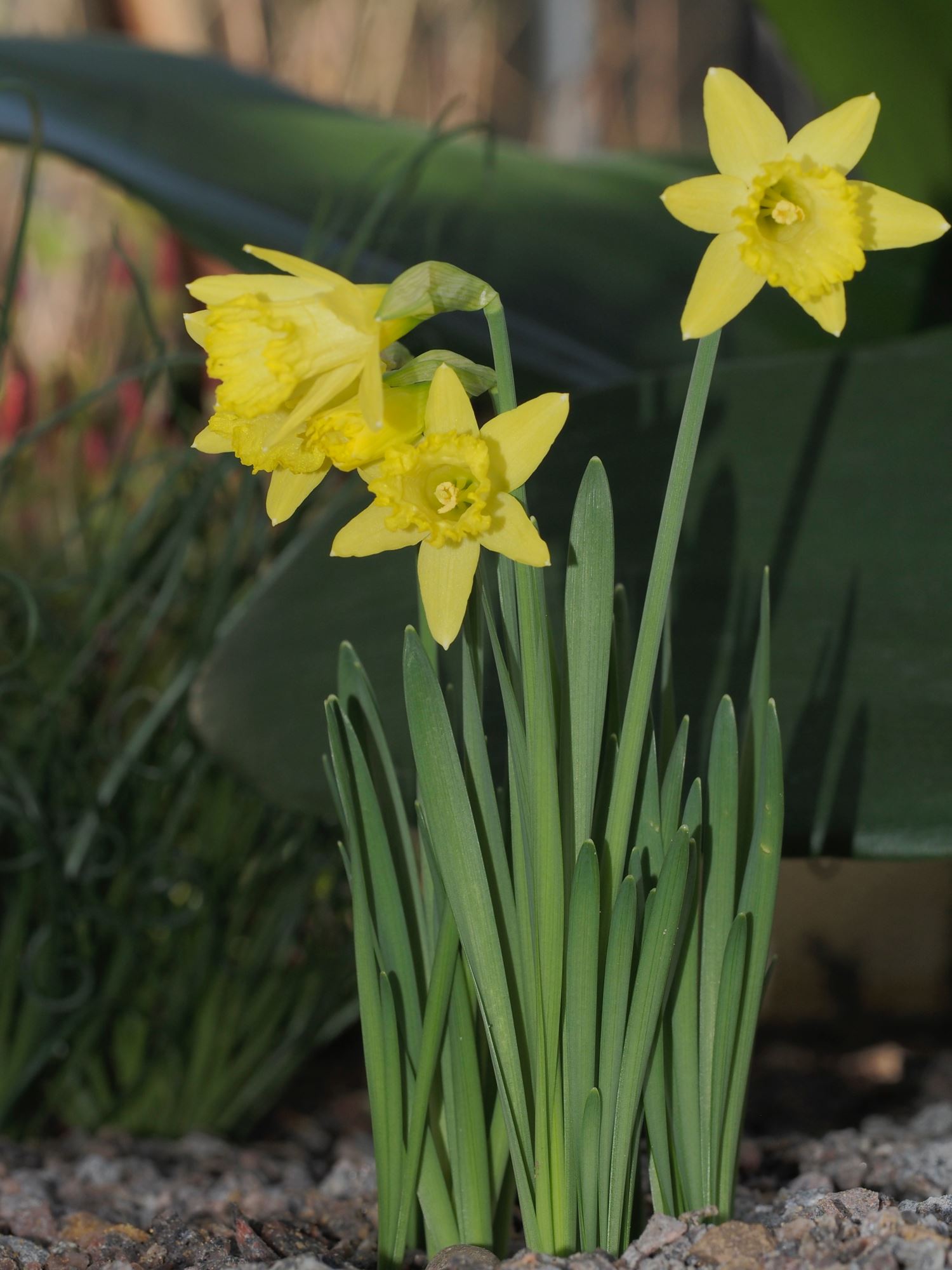 Image of Narcissus 'Bowles' Early Sulphur'