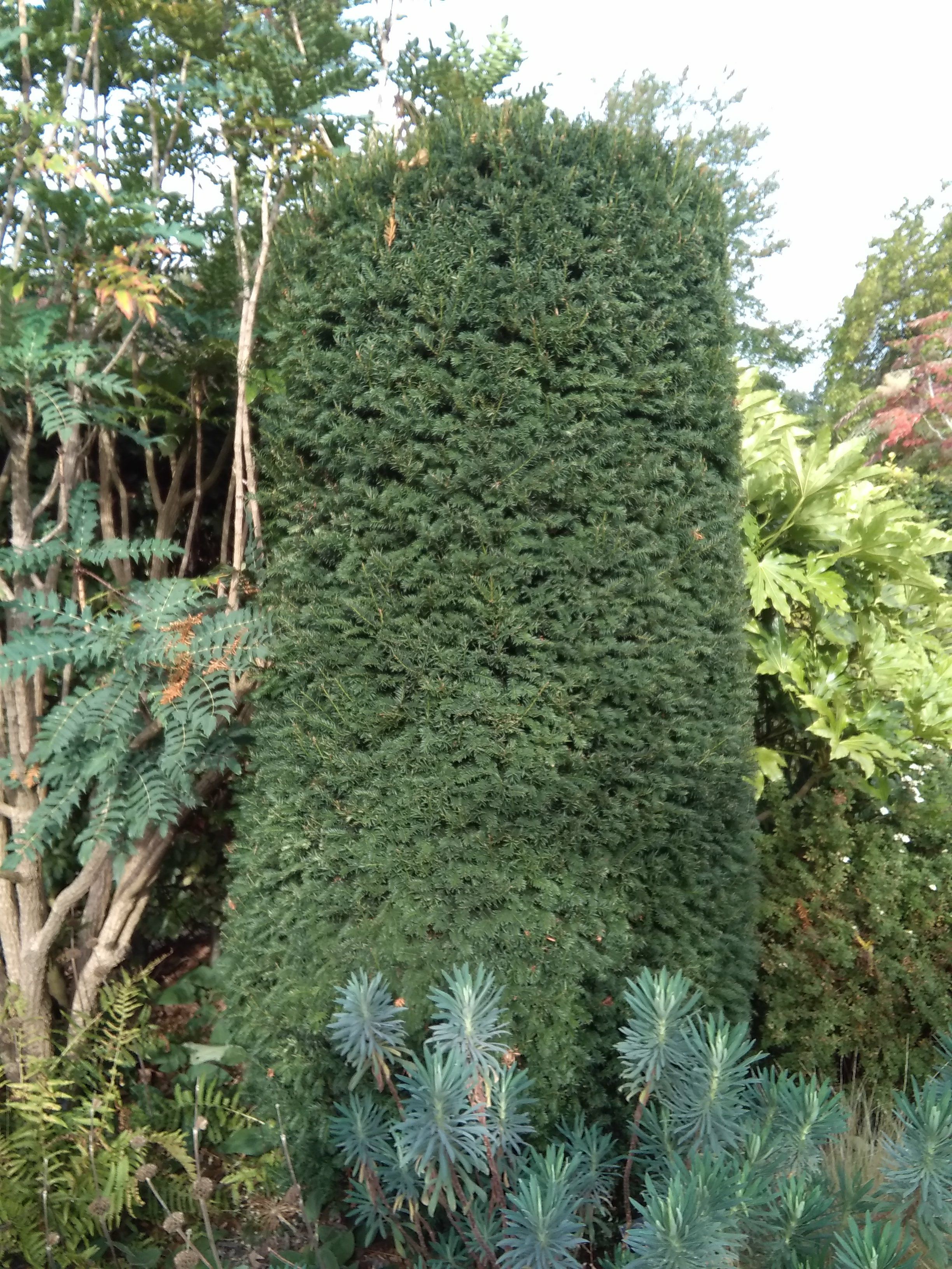 Image of Taxus baccata