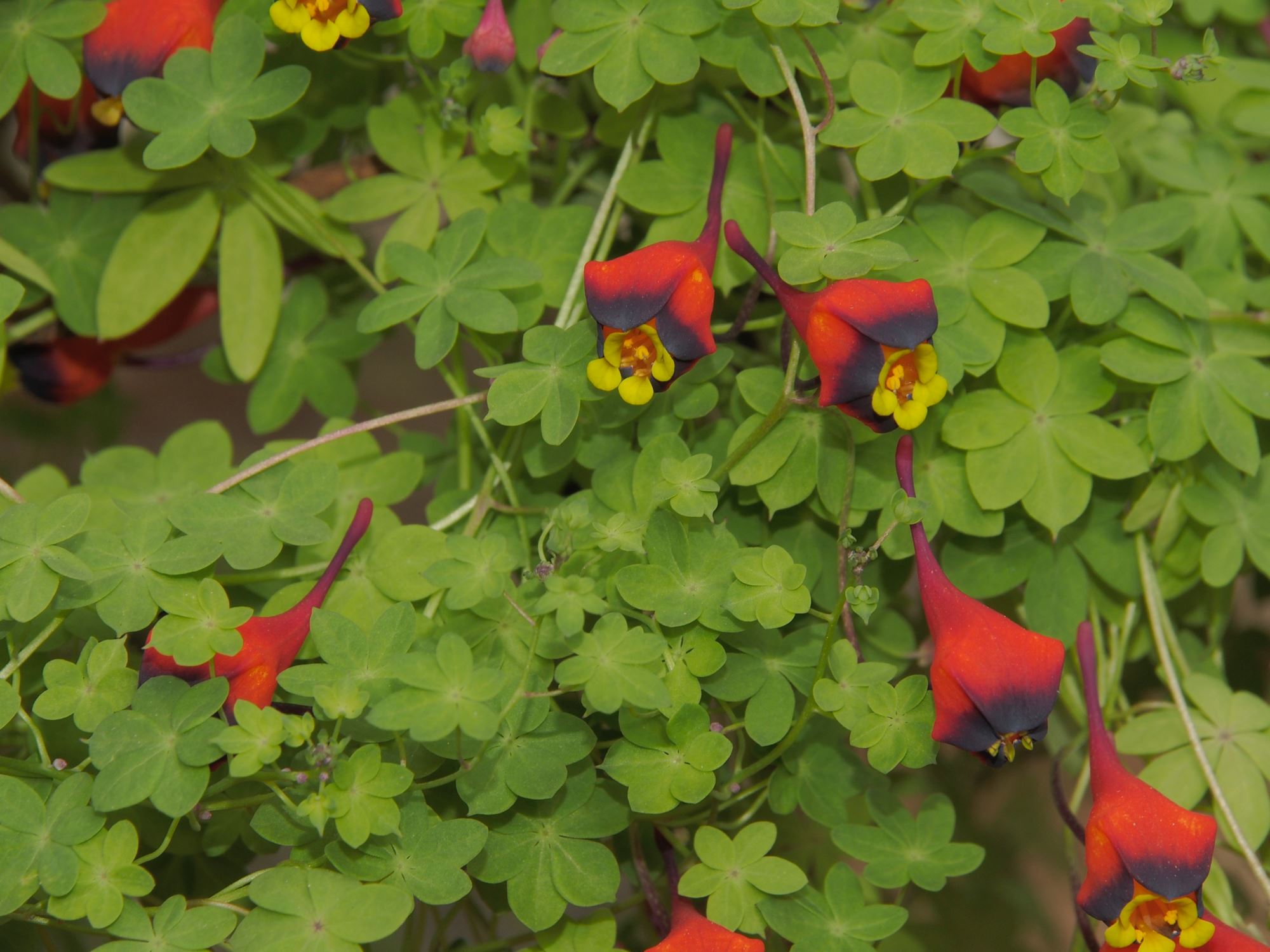 Image of Tropaeolum tricolor
