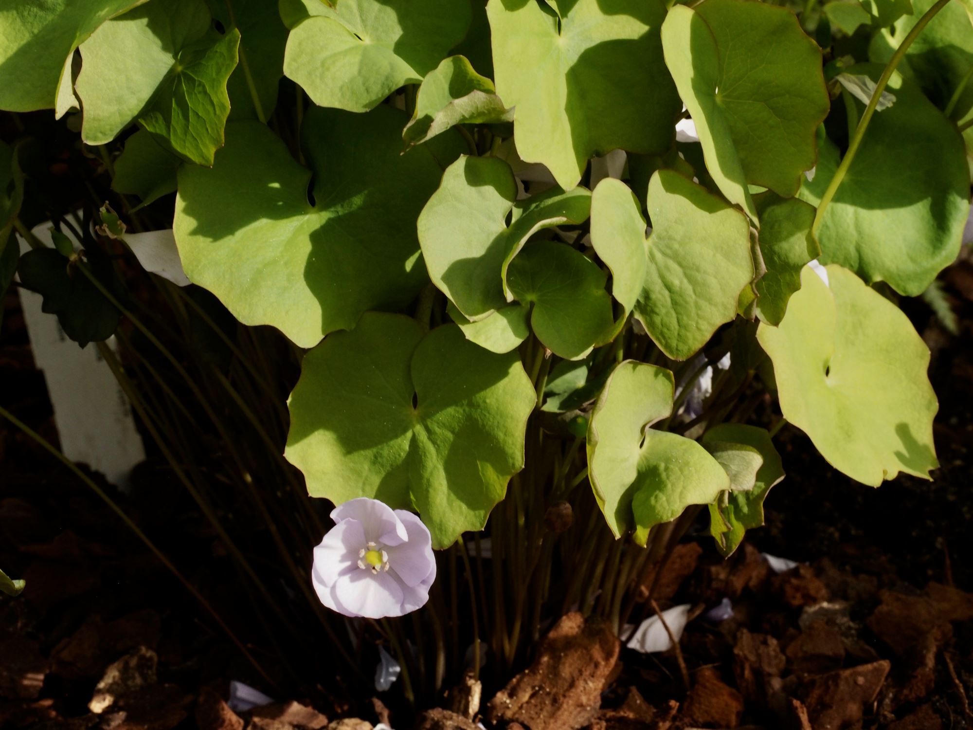 Image of Jeffersonia dubia