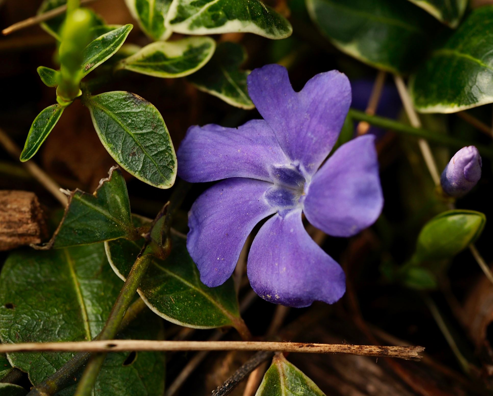 Image of Vinca minor 'Ralph Shugert'