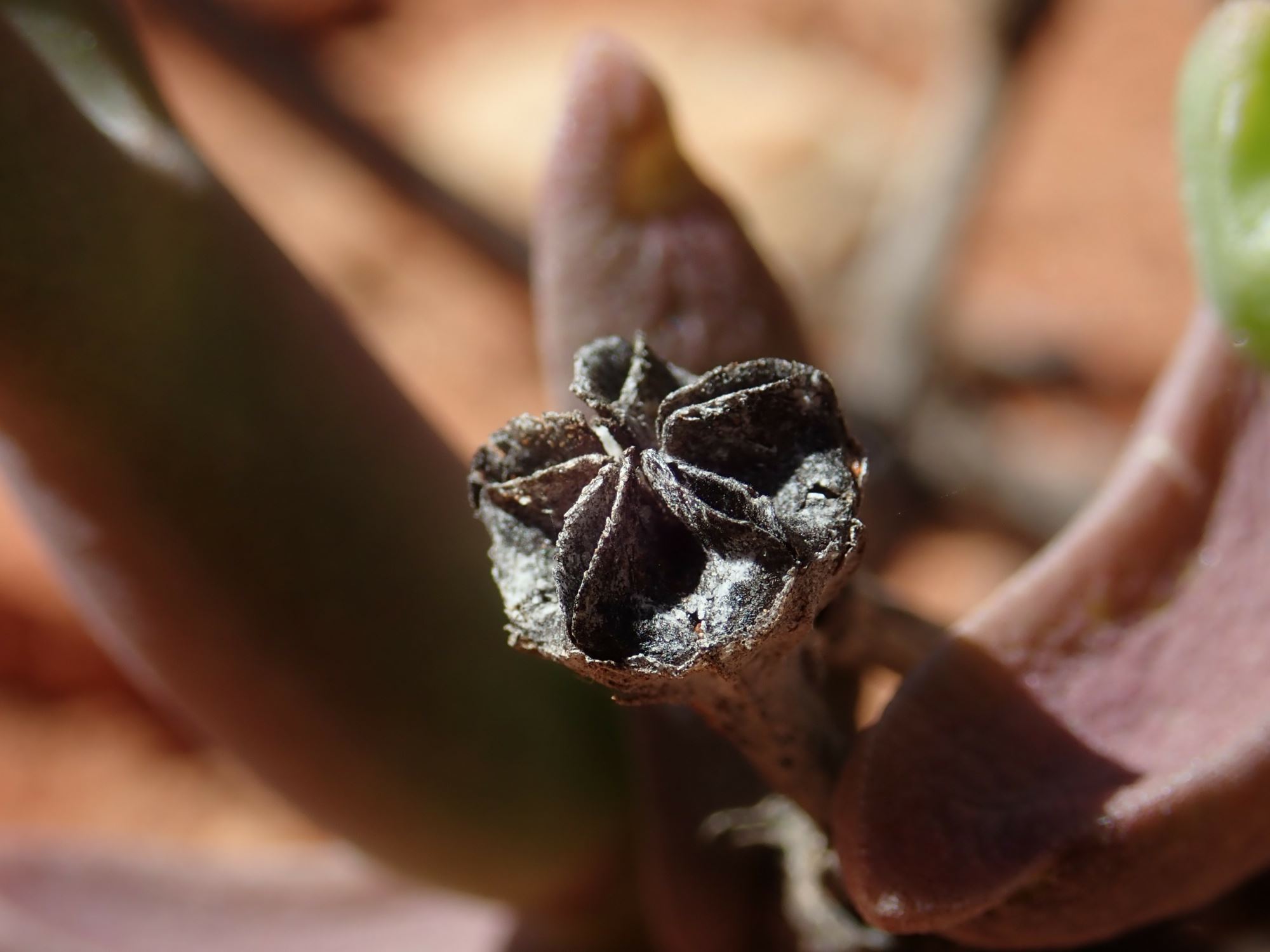 Image of Mitrophyllum sp.