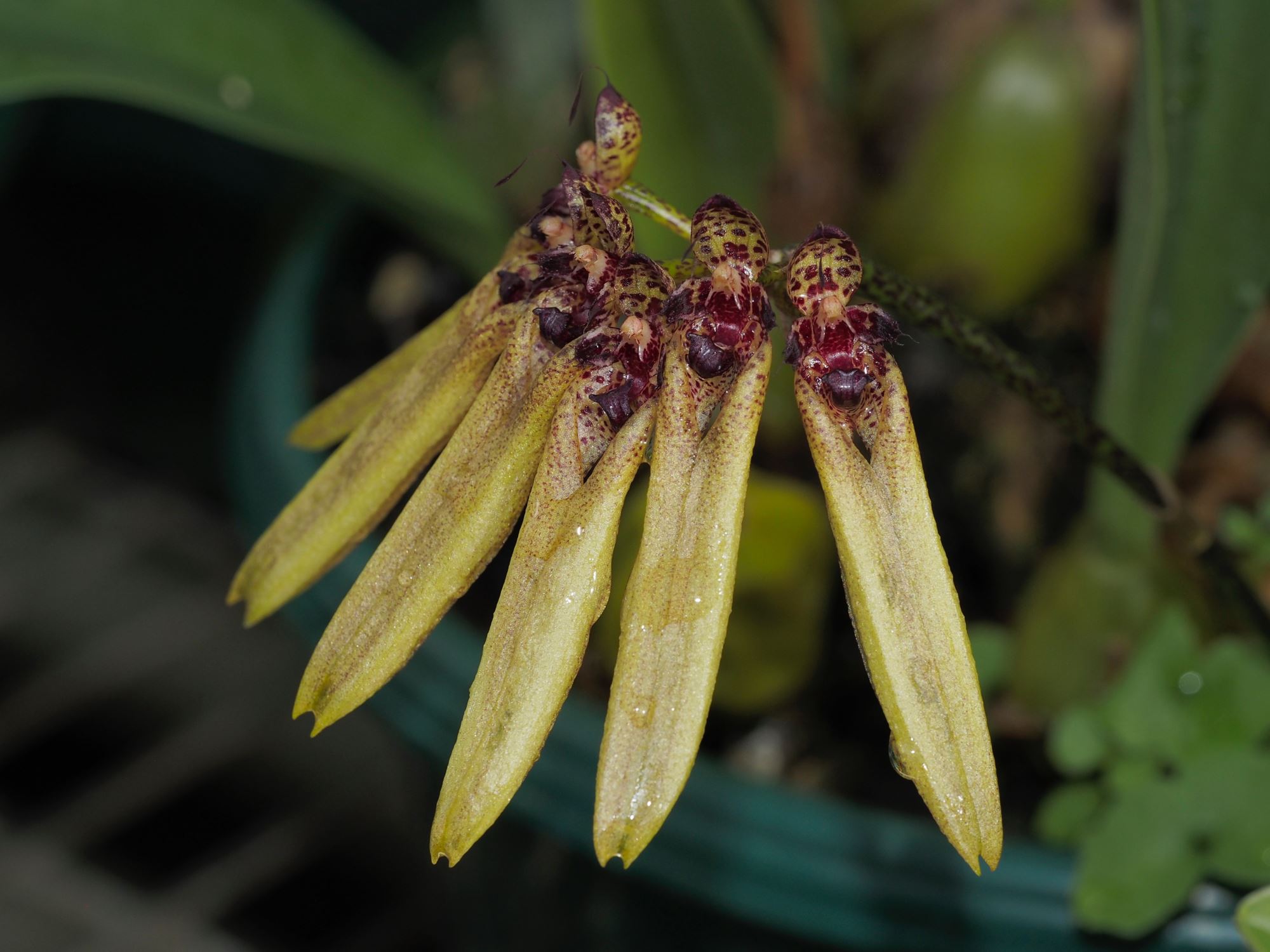 Image of Bulbophyllum picturatum