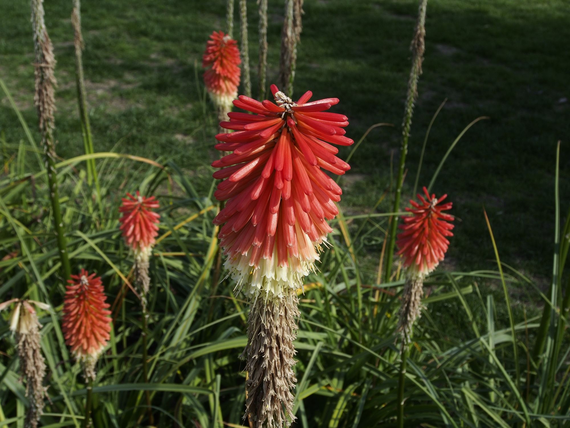 Image of Kniphofia ensifolia subsp. ensifolia