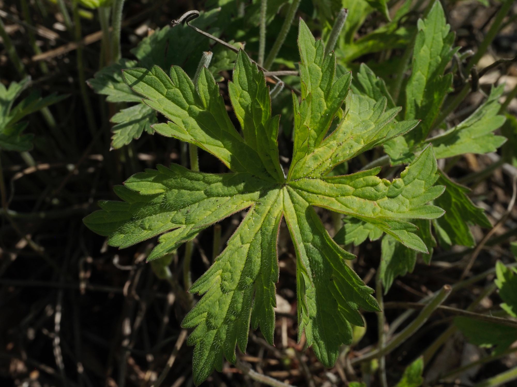 Image of Geranium pratense var. stewartianum