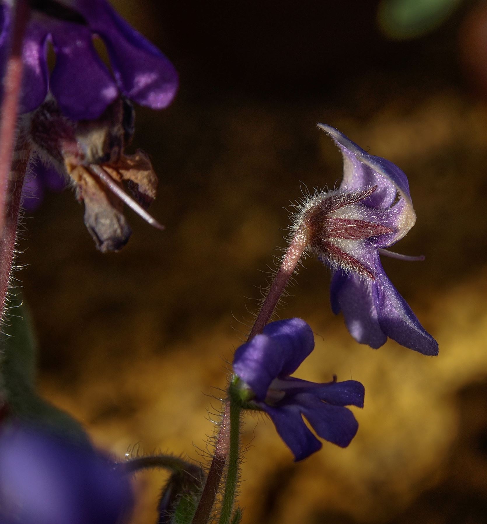 Image of Petrocosmea flaccida