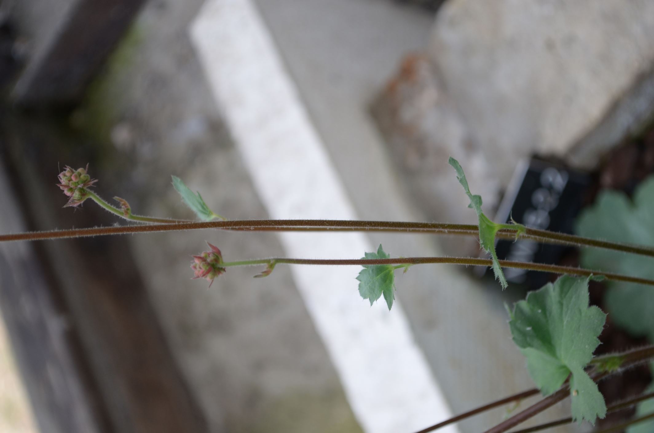 Image of Heuchera sanguinea