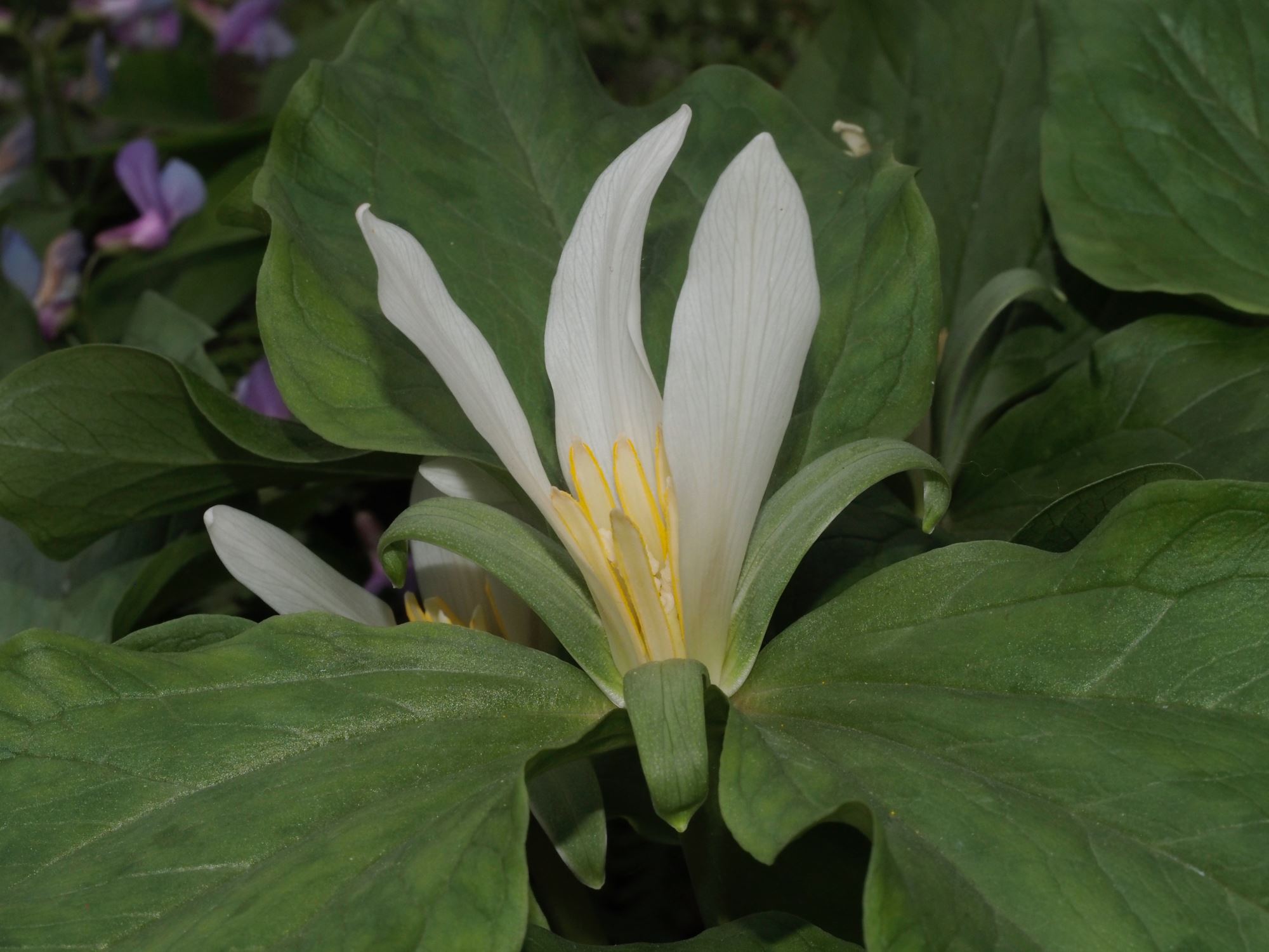 Image of Trillium ovatum