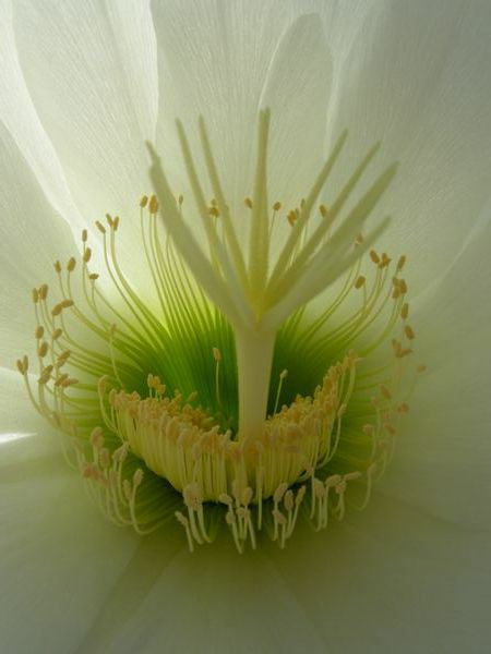 Image of Echinopsis atacamensis subsp. pasacana