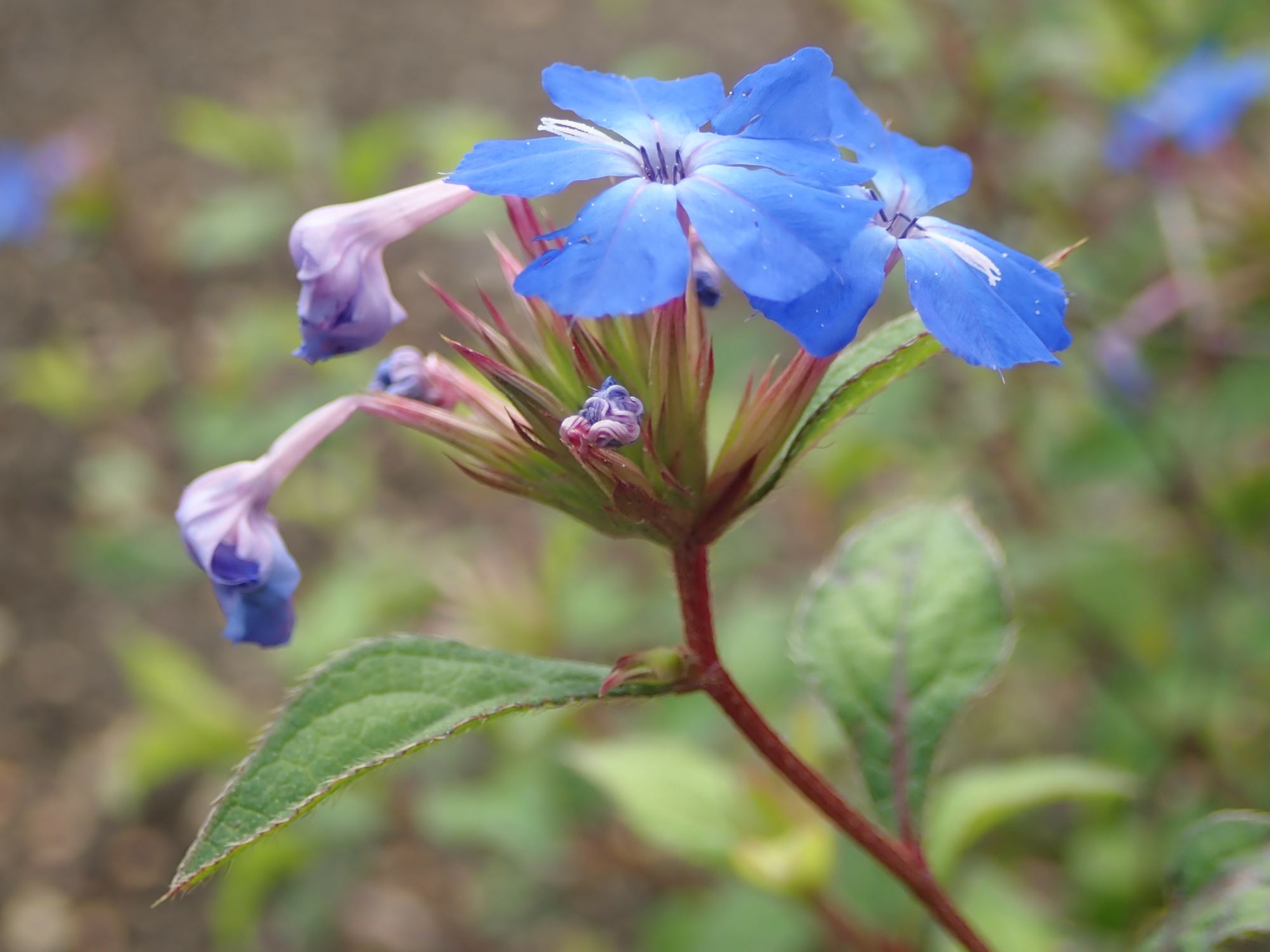 Image of Ceratostigma willmottianum