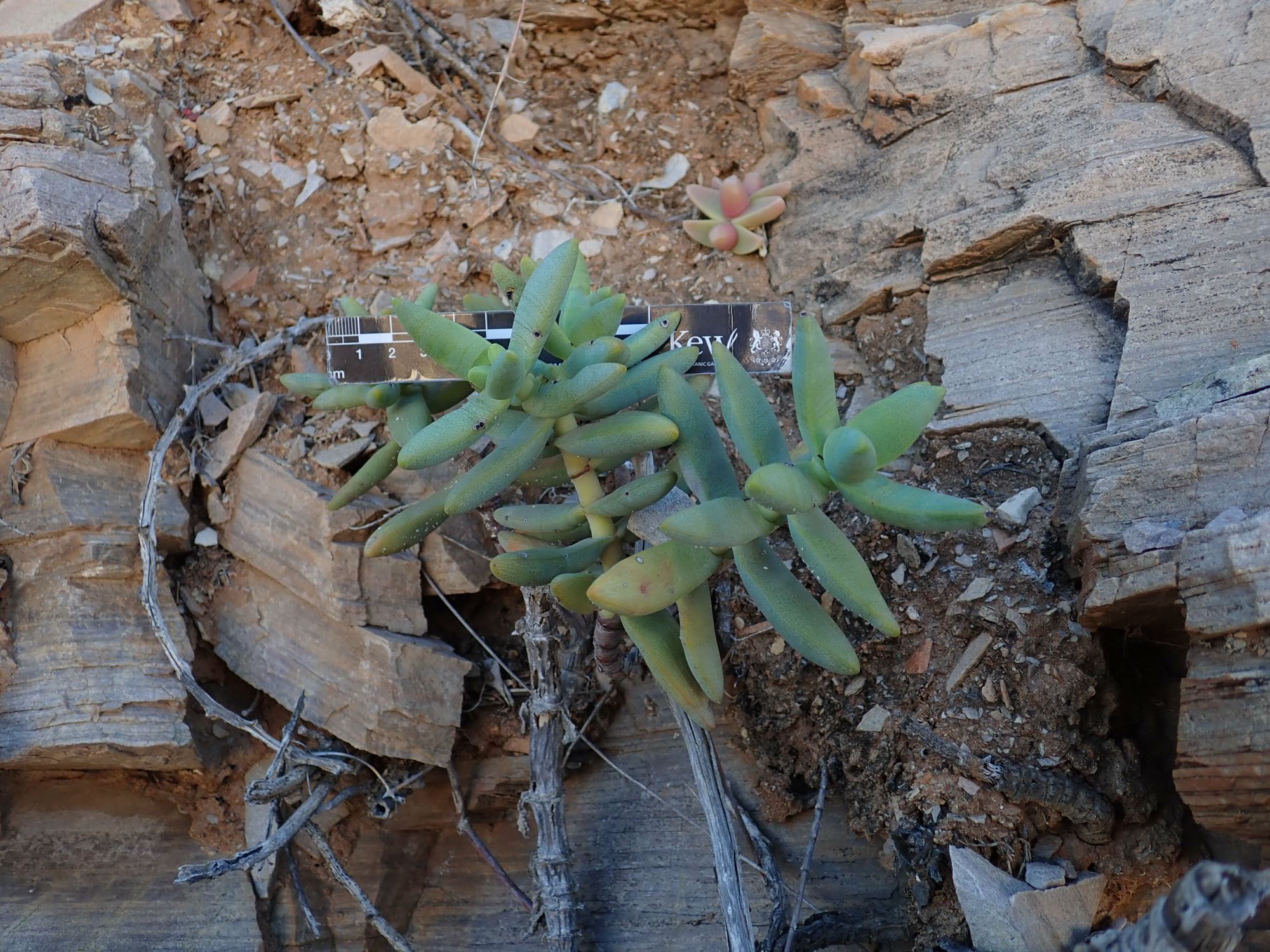 Image of Crassula brevifolia