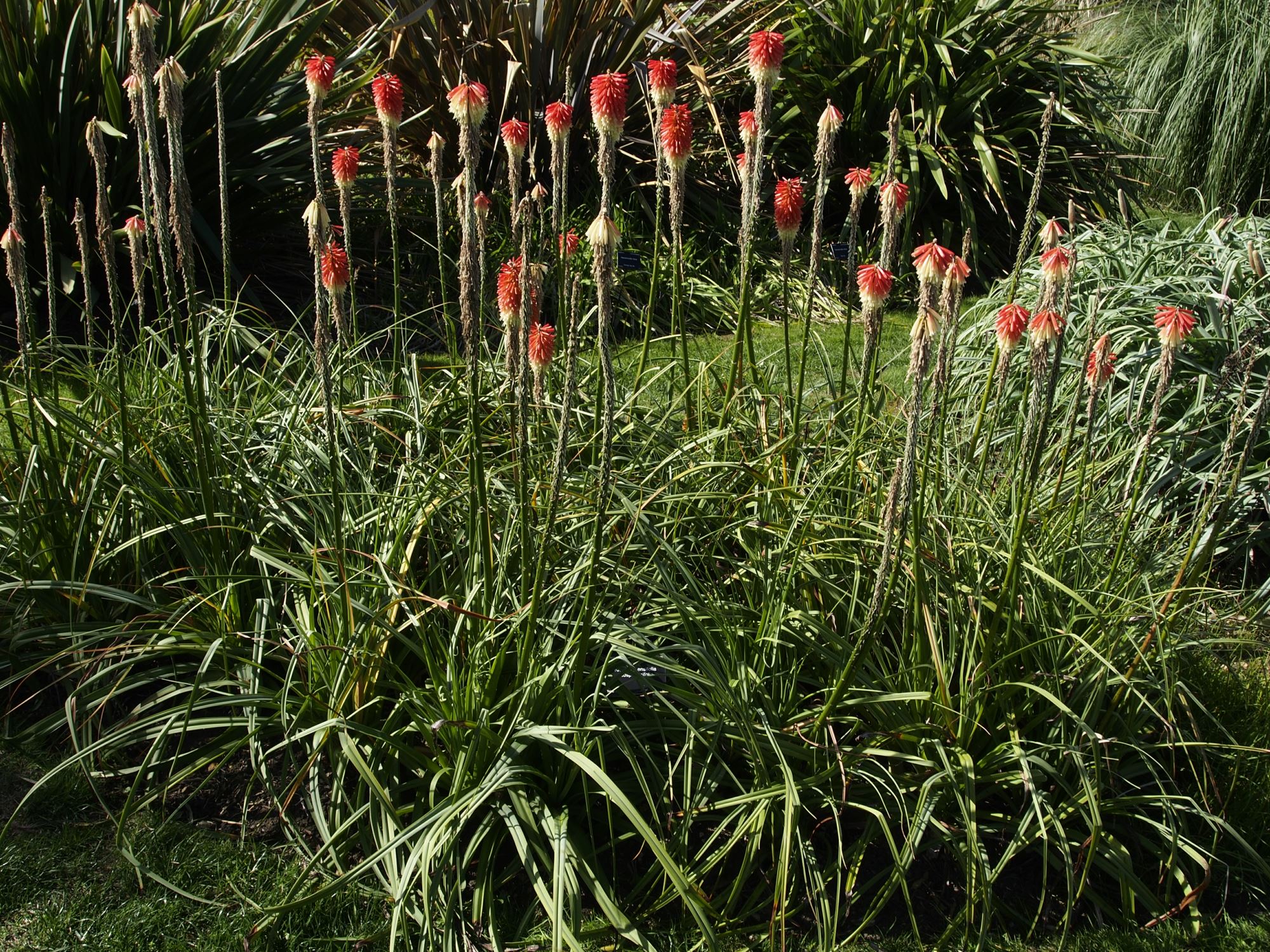 Image of Kniphofia ensifolia subsp. ensifolia