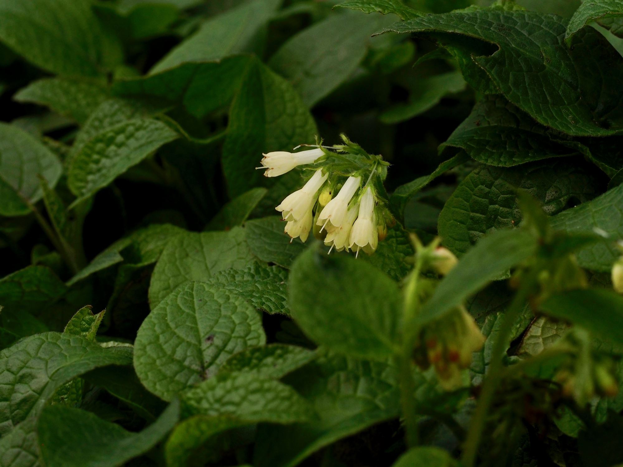 Image of Epimedium perralderianum