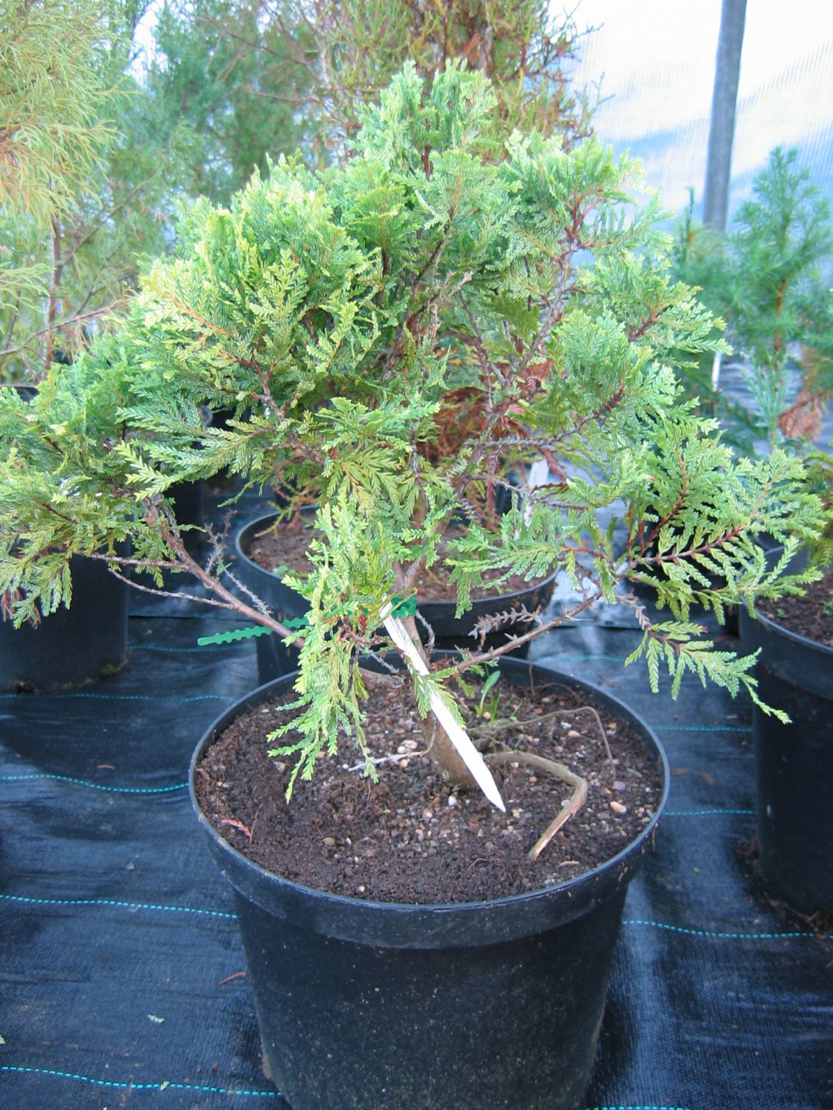 Image of Austrocedrus chilensis