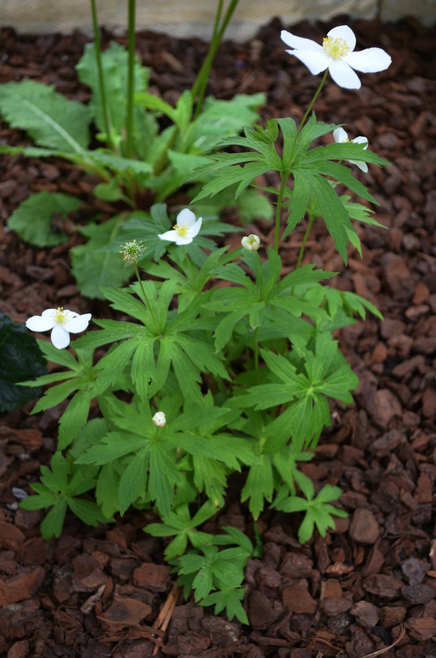 Image of Anemonastrum canadense