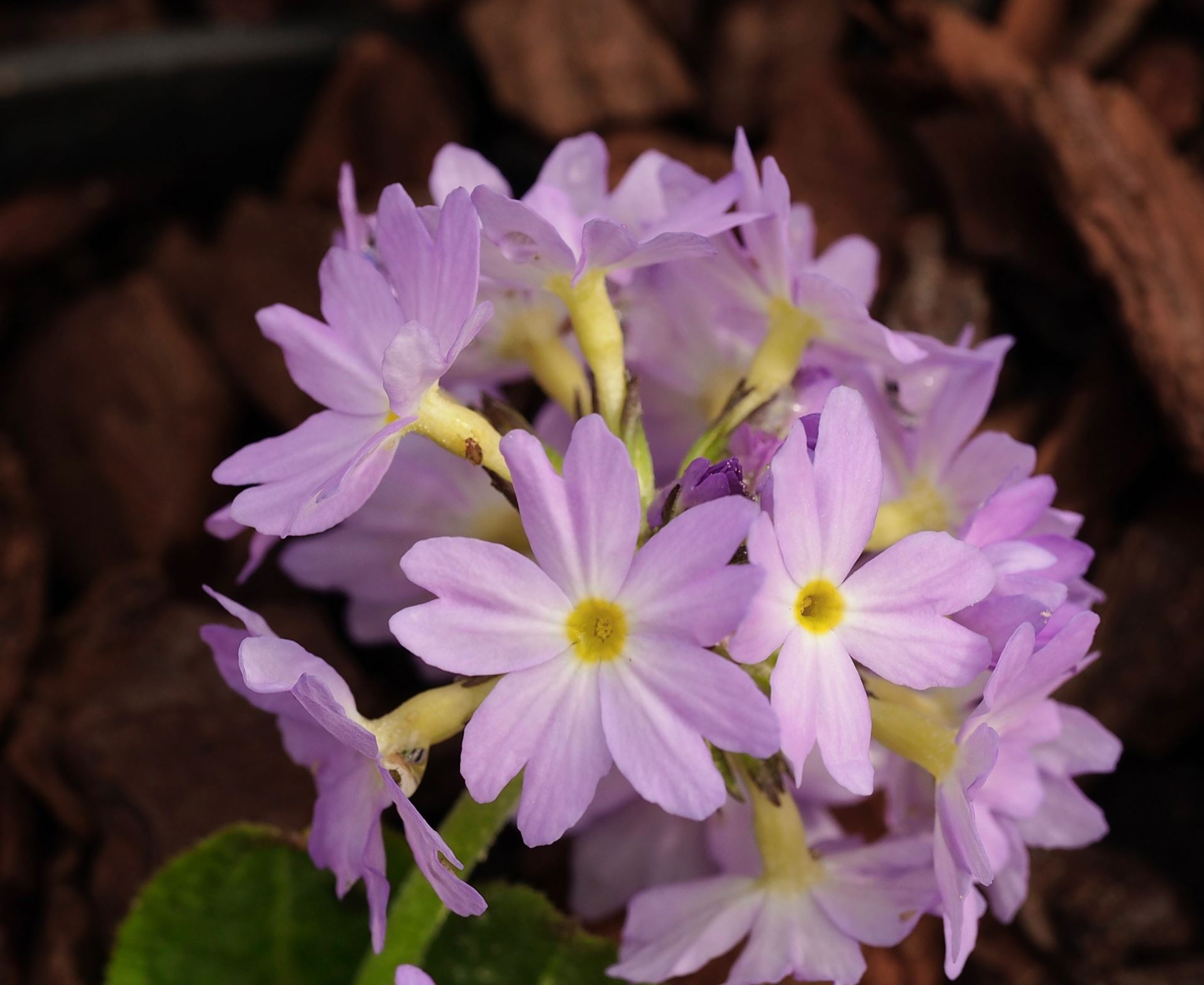 Image of Primula denticulata