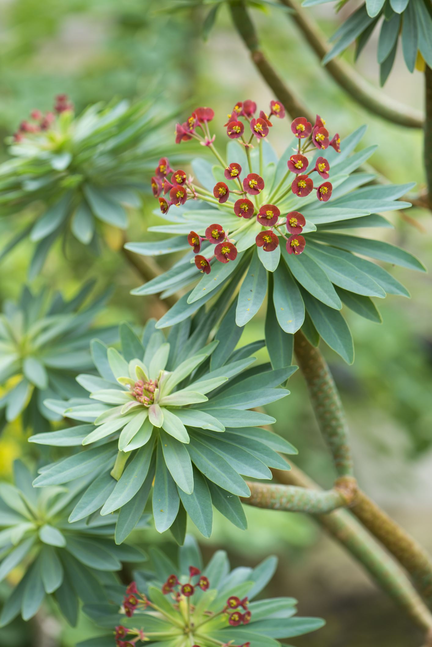 Image of Euphorbia atropurpurea