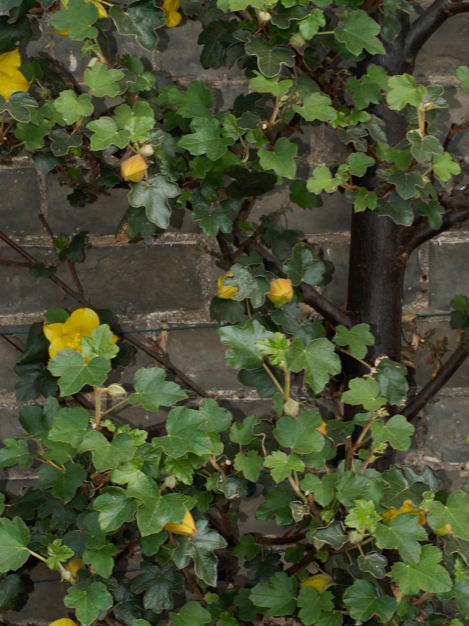 Image of Fremontodendron 'California Glory'