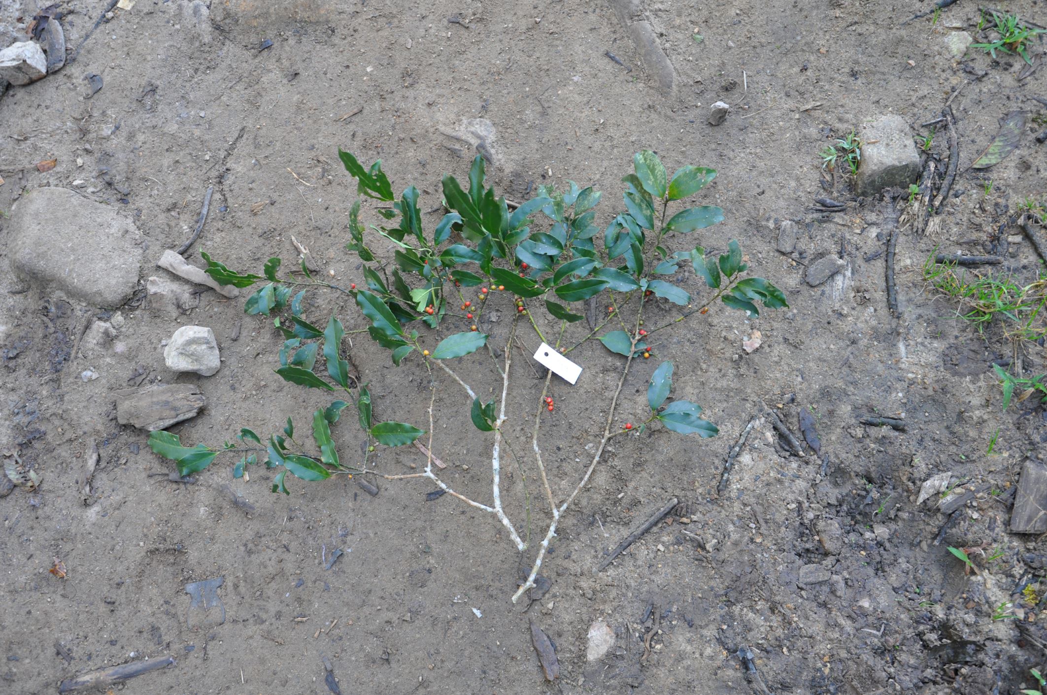 Image of Ilex cinerea