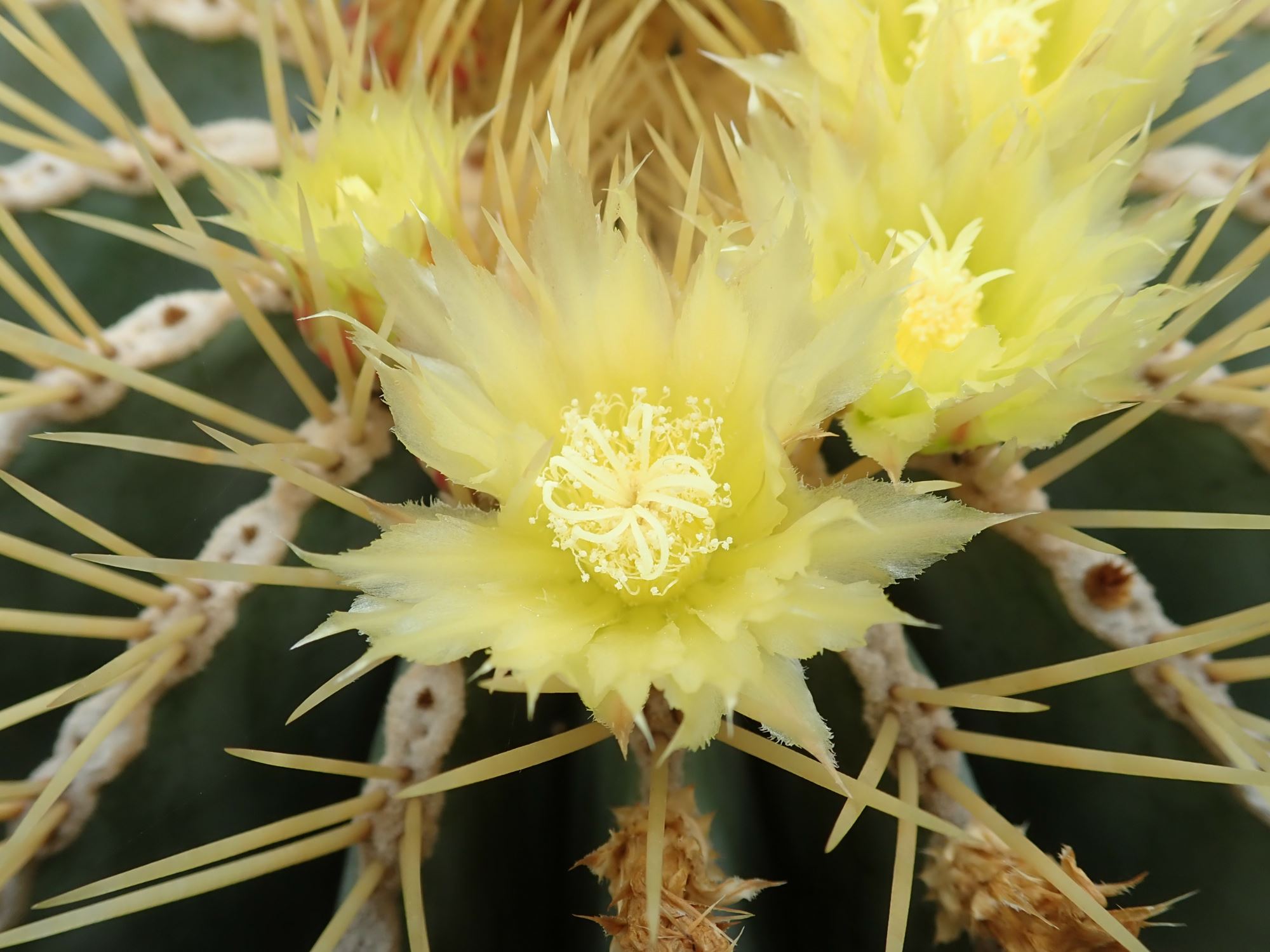 Image of Ferocactus glaucescens