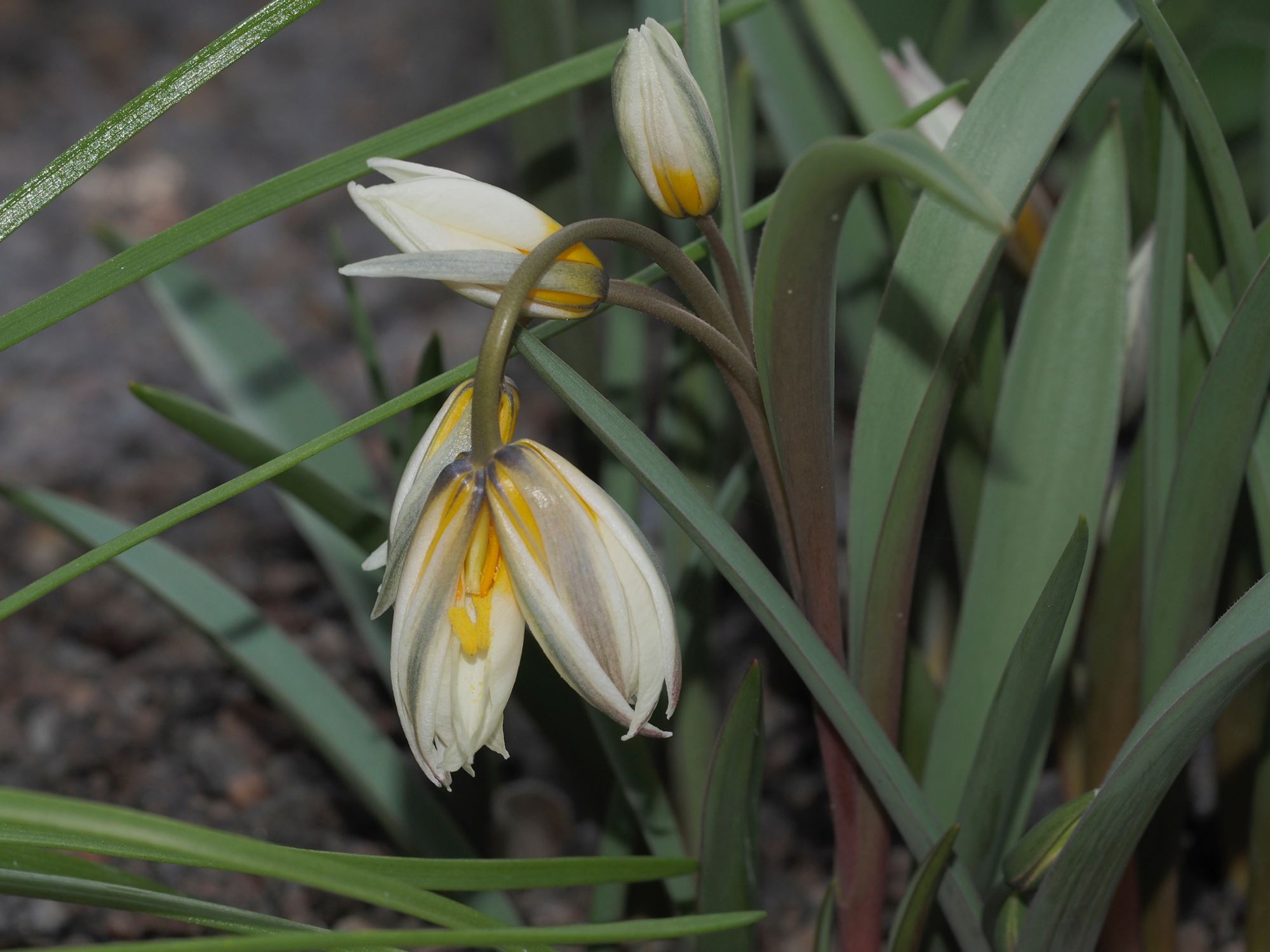 Image of Tulipa bifloriformis