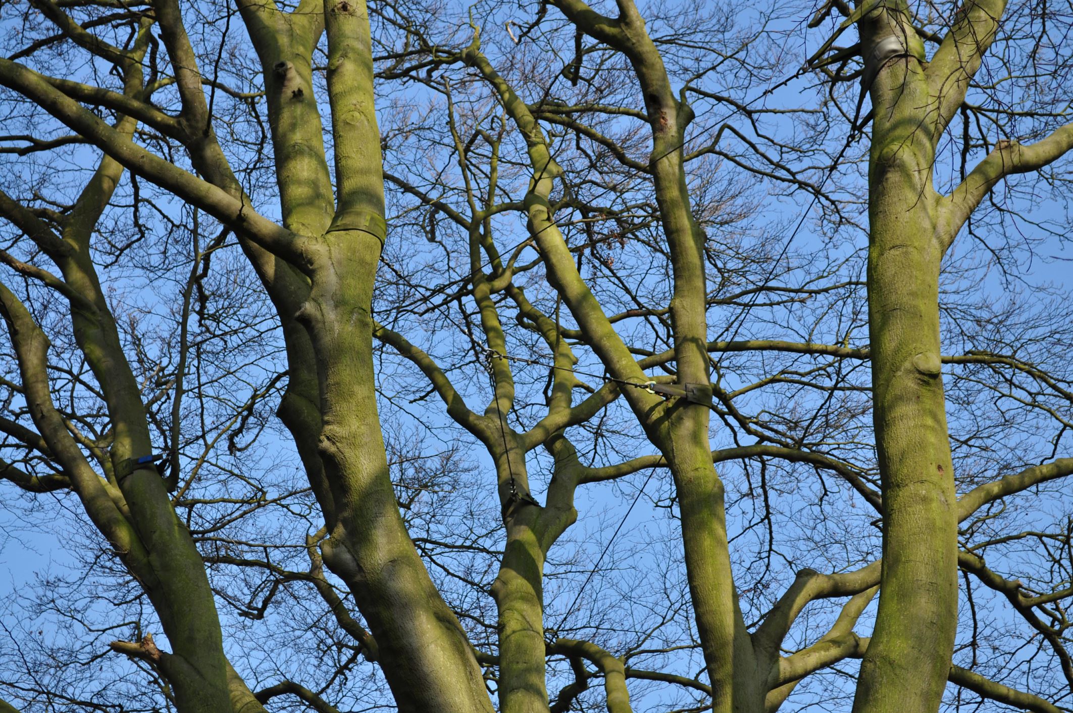 Image of Fagus sylvatica 'Laciniata'