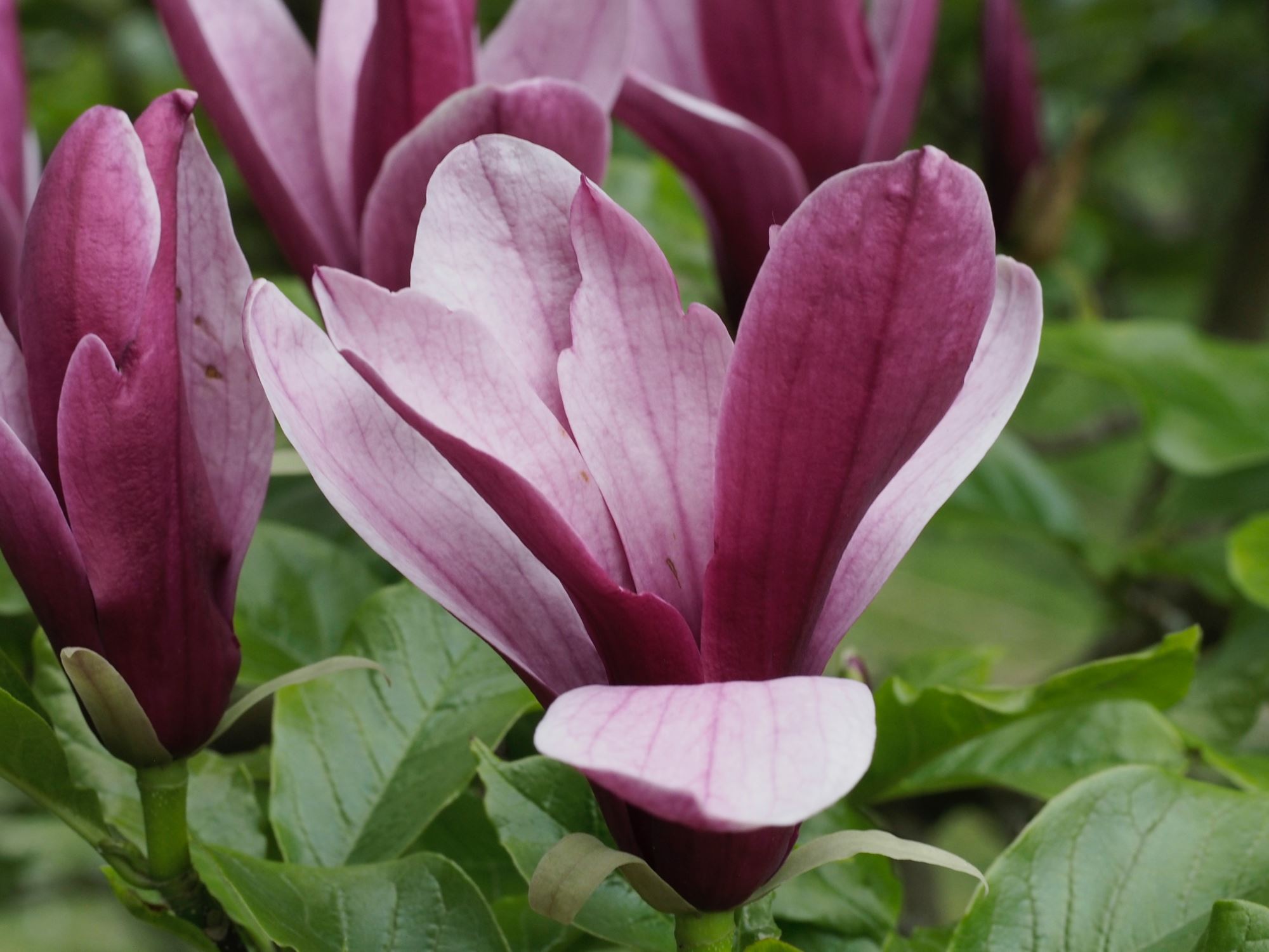 Image of Magnolia liliiflora