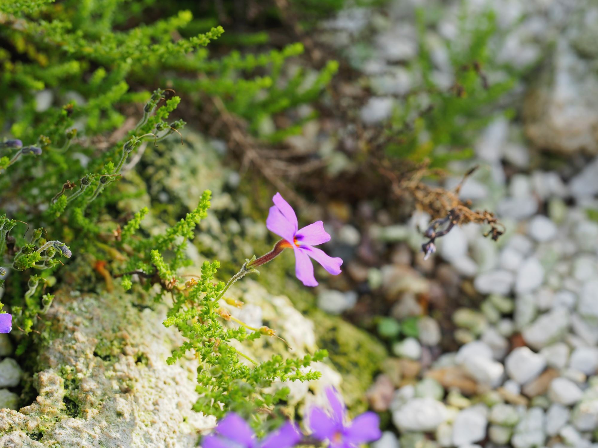 Image of Rhodohypoxis milloides
