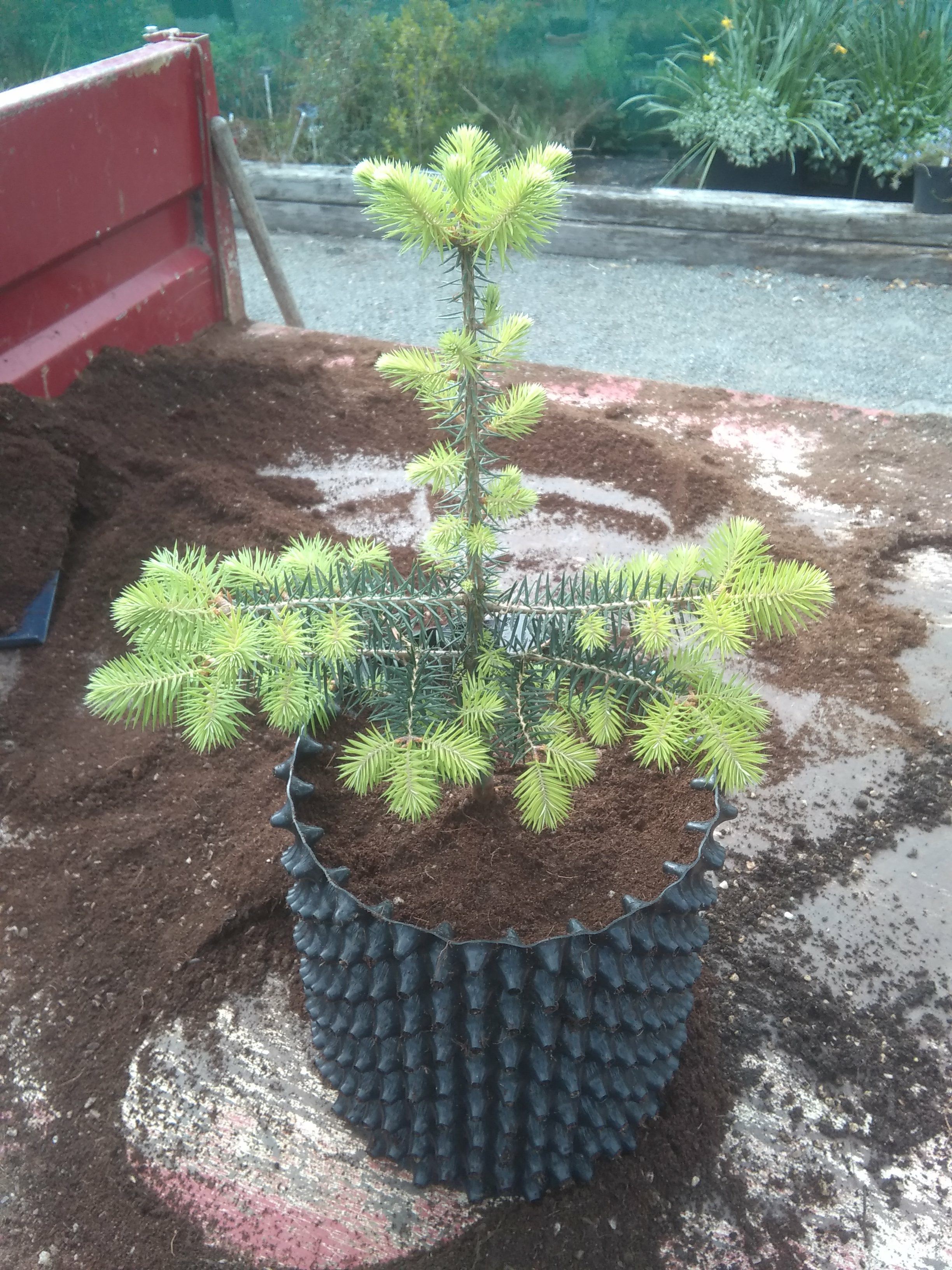Image of Abies pinsapo subsp. marocana