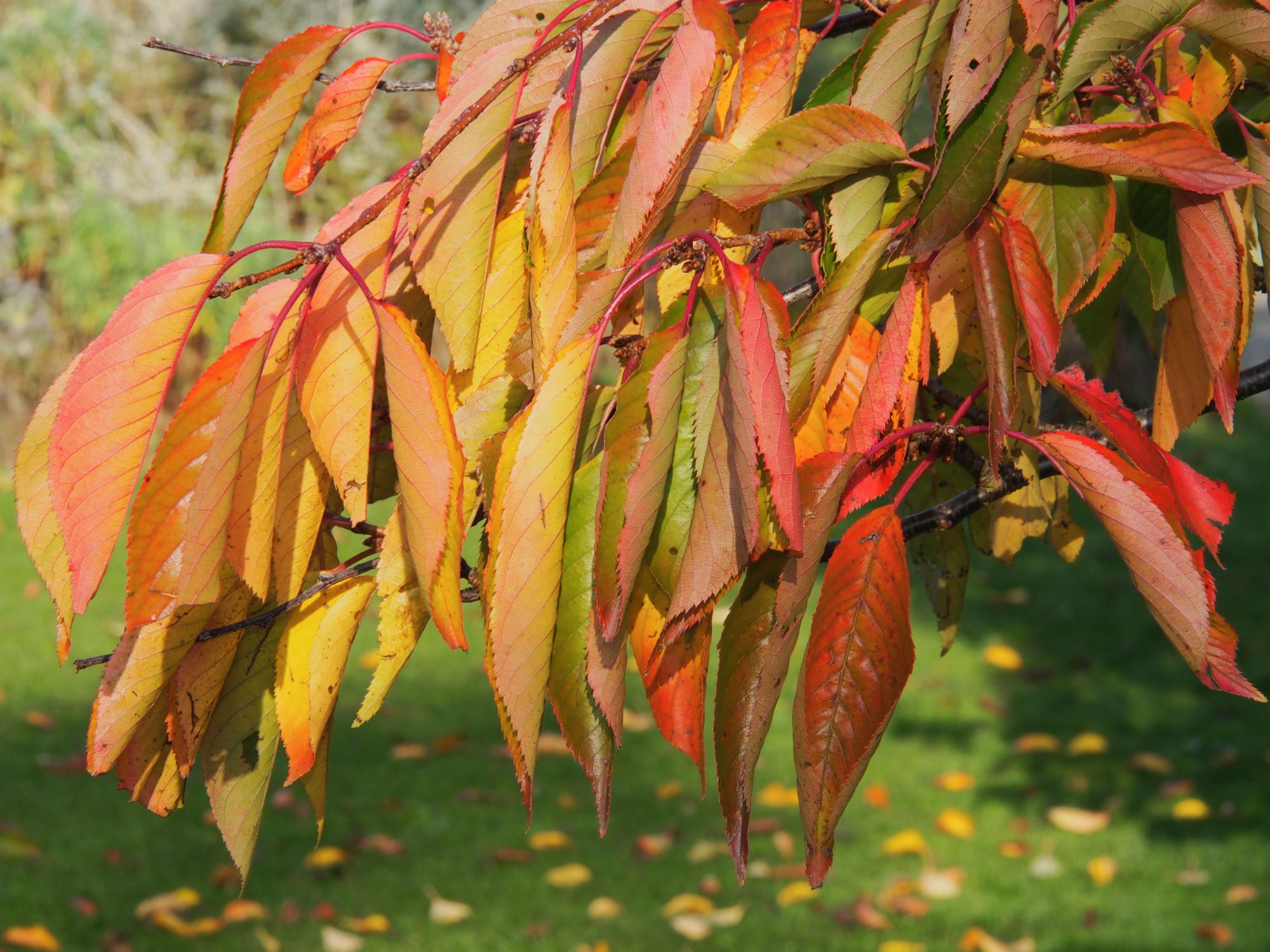 Image of Prunus Ã— yedoensis