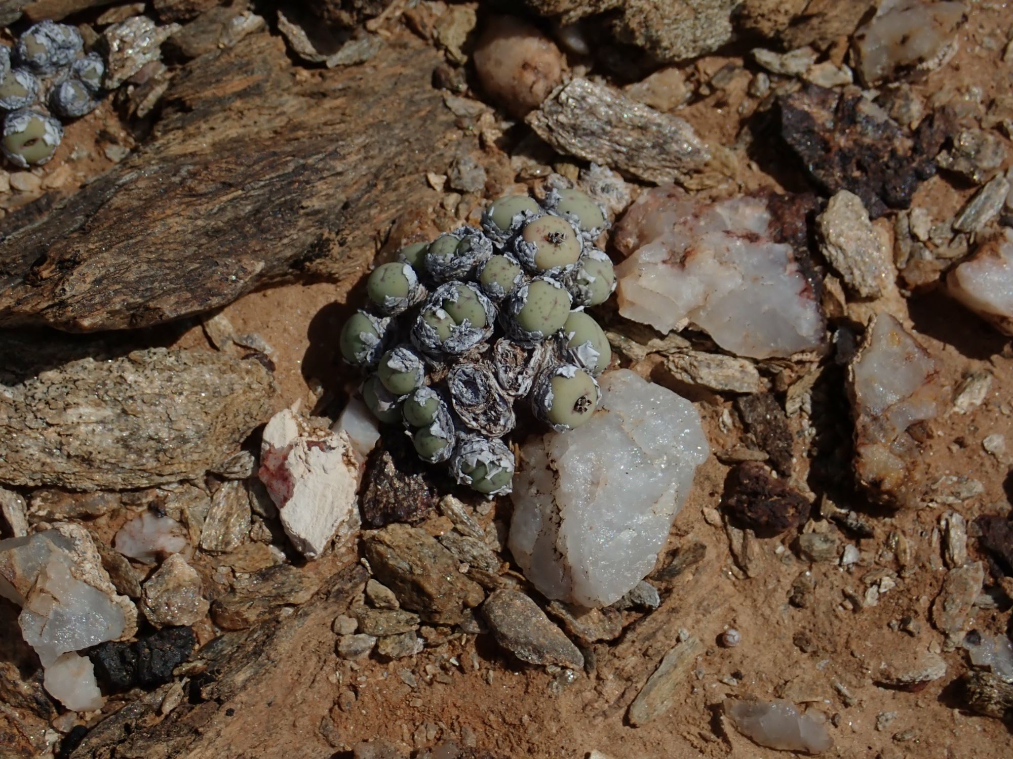 Image of Conophytum stevens-jonesianum