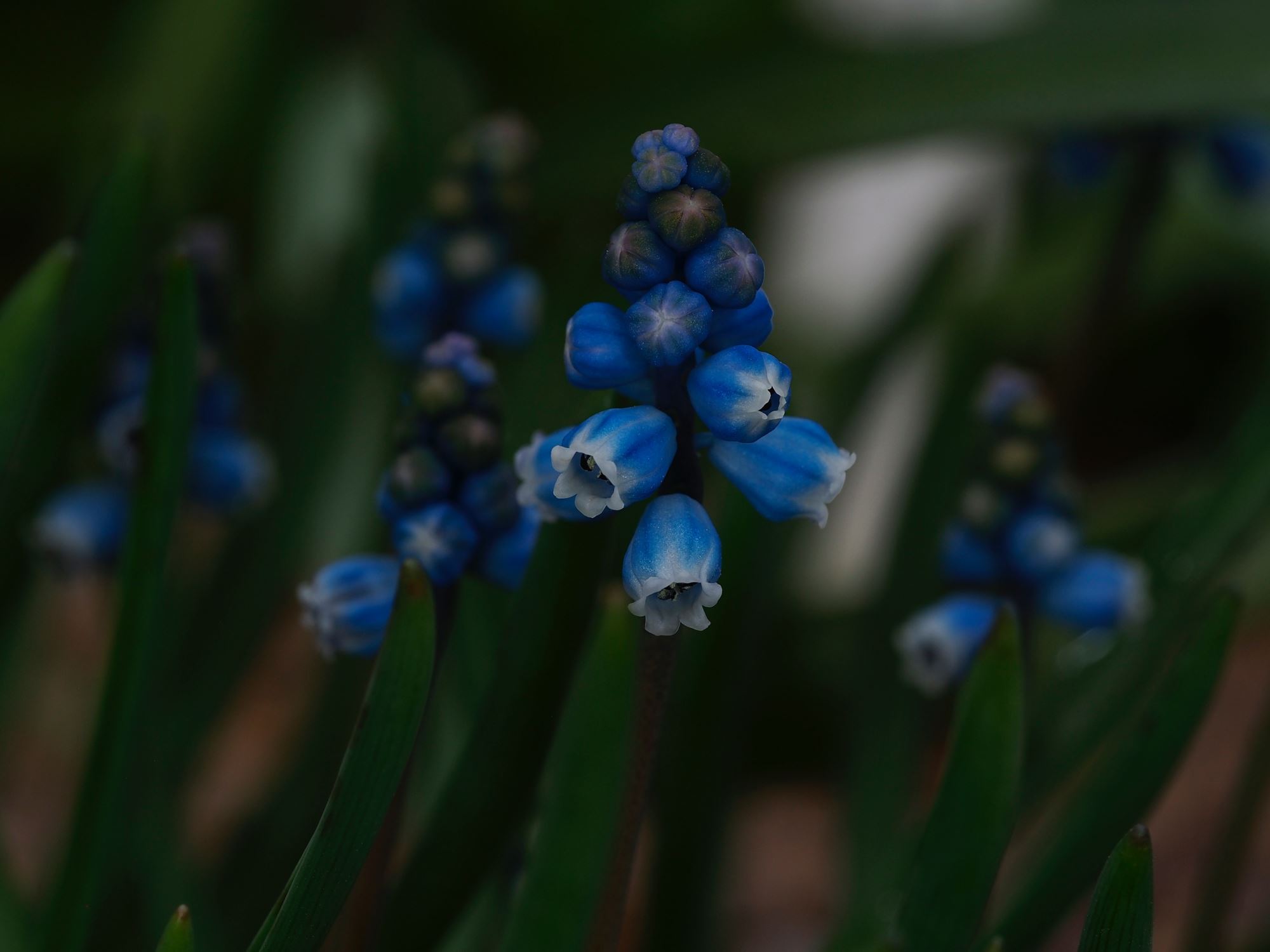 Image of Muscari heldreichii