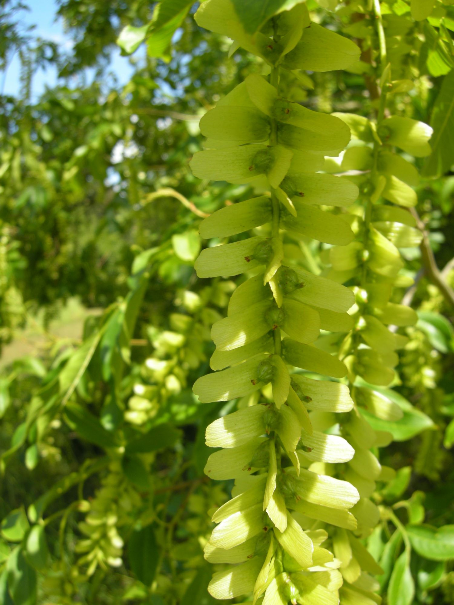 Image of Pterocarya stenoptera