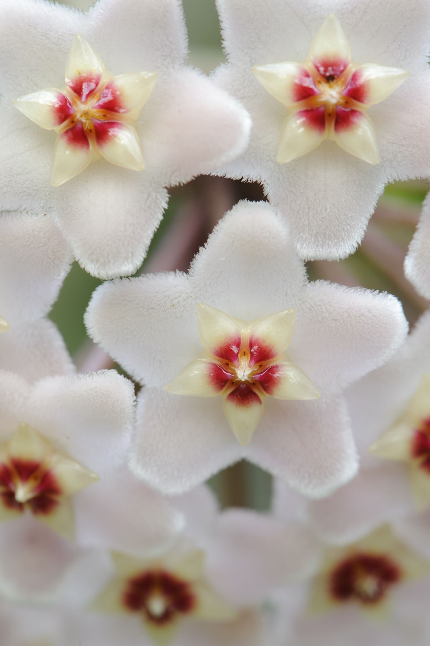 Image of Hoya carnosa
