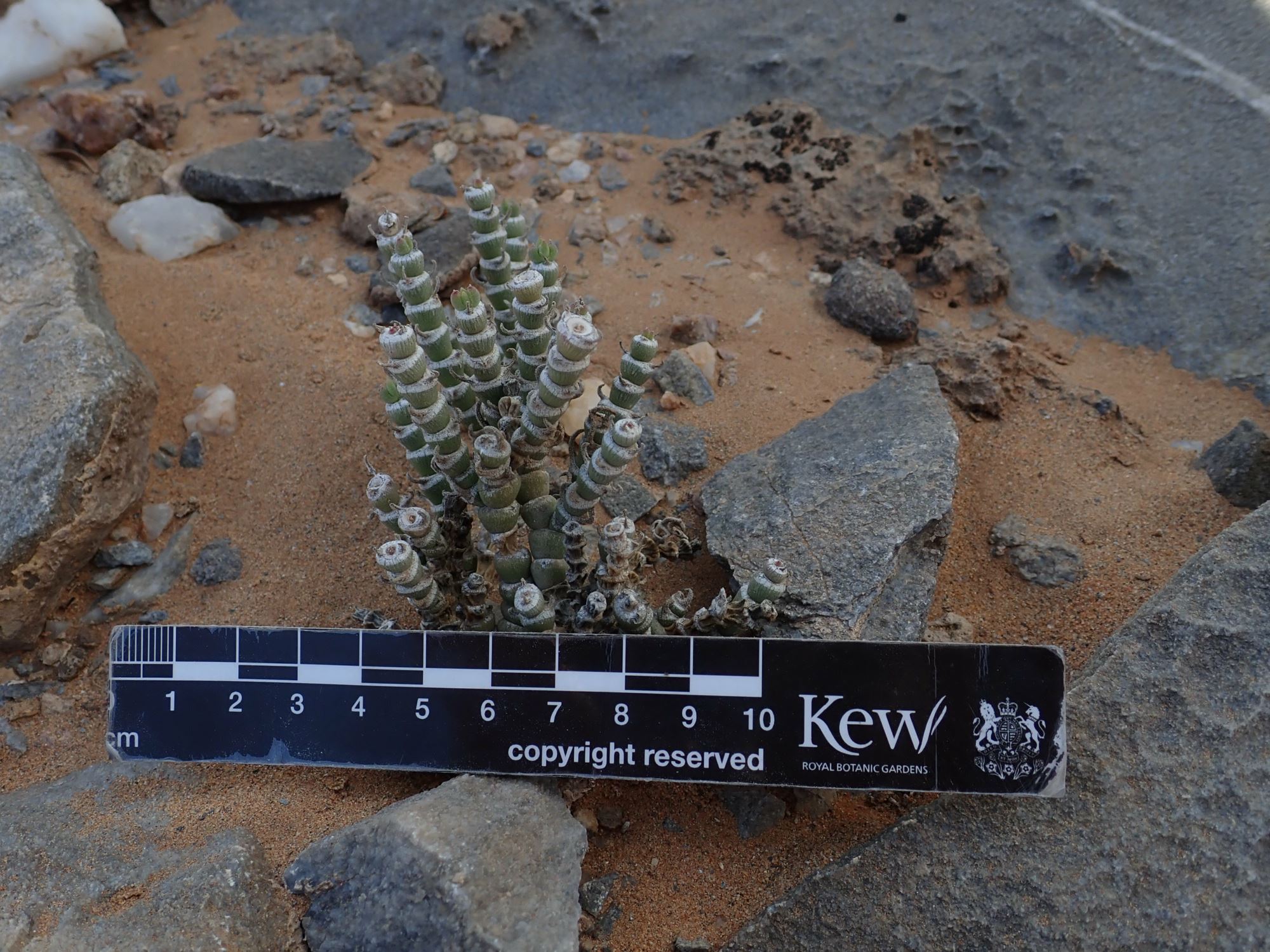 Image of Mesembryanthemum tomentosum