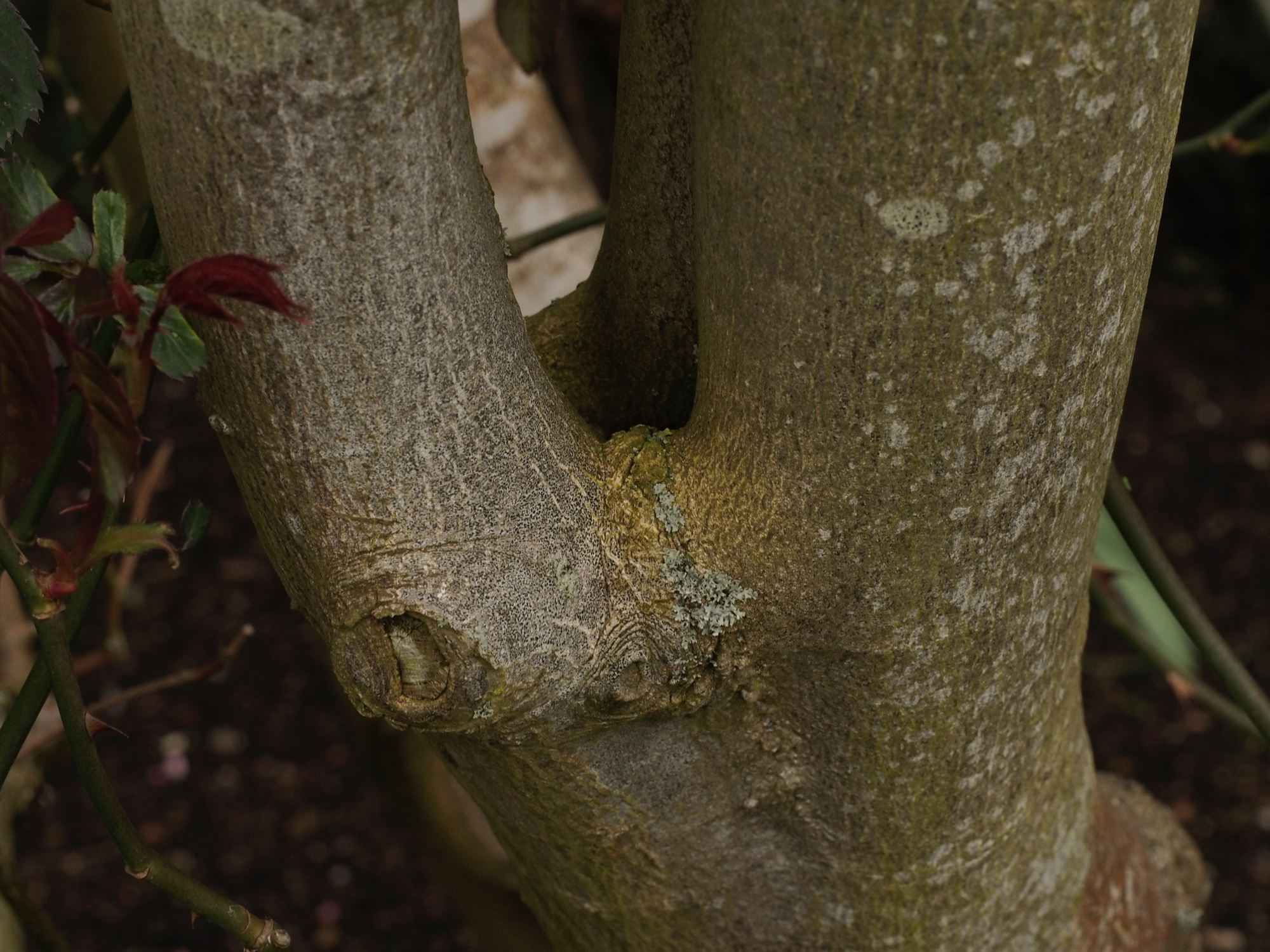 Image of Staphylea holocarpa 'Rosea'