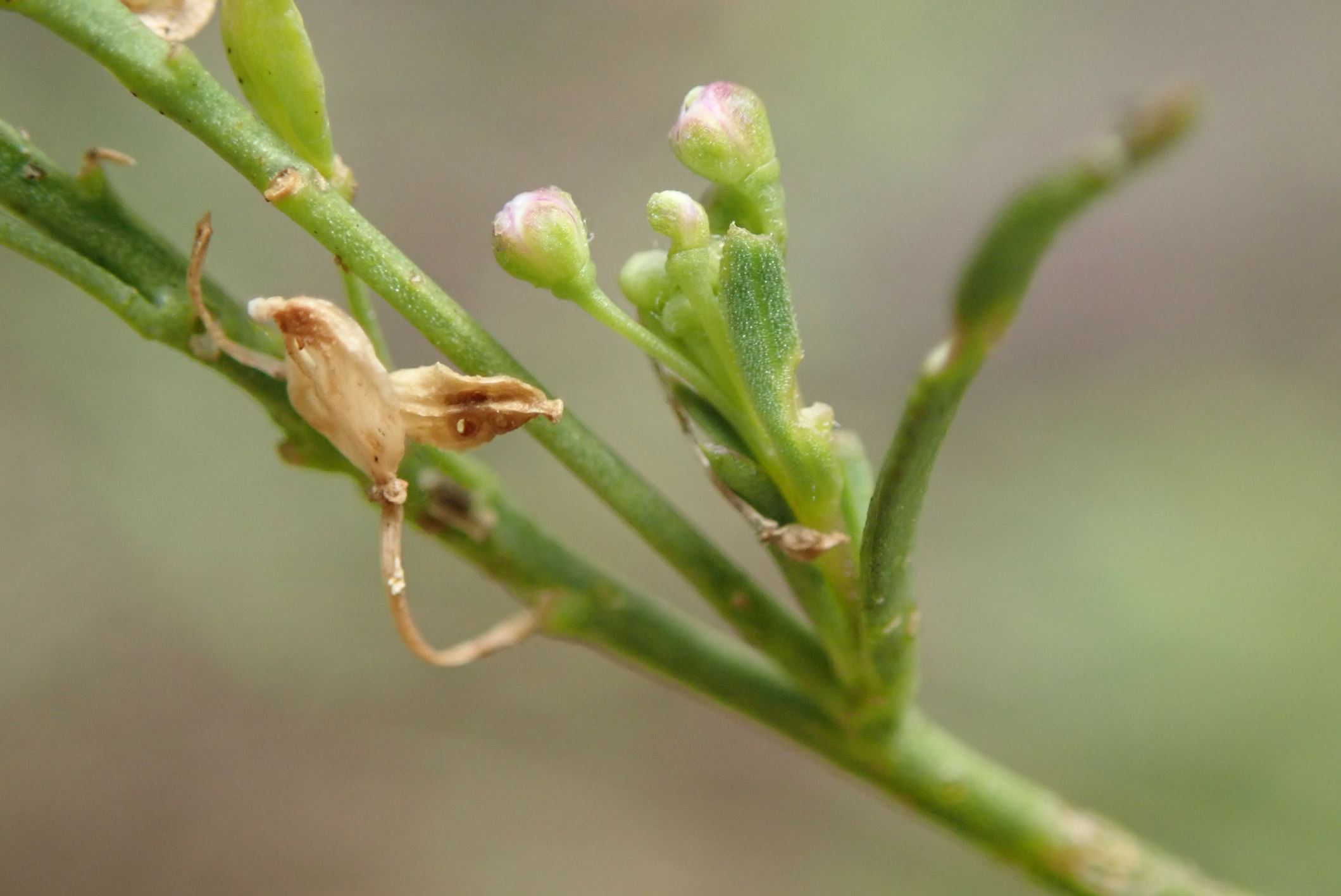 Image of Lepidium graminifolium