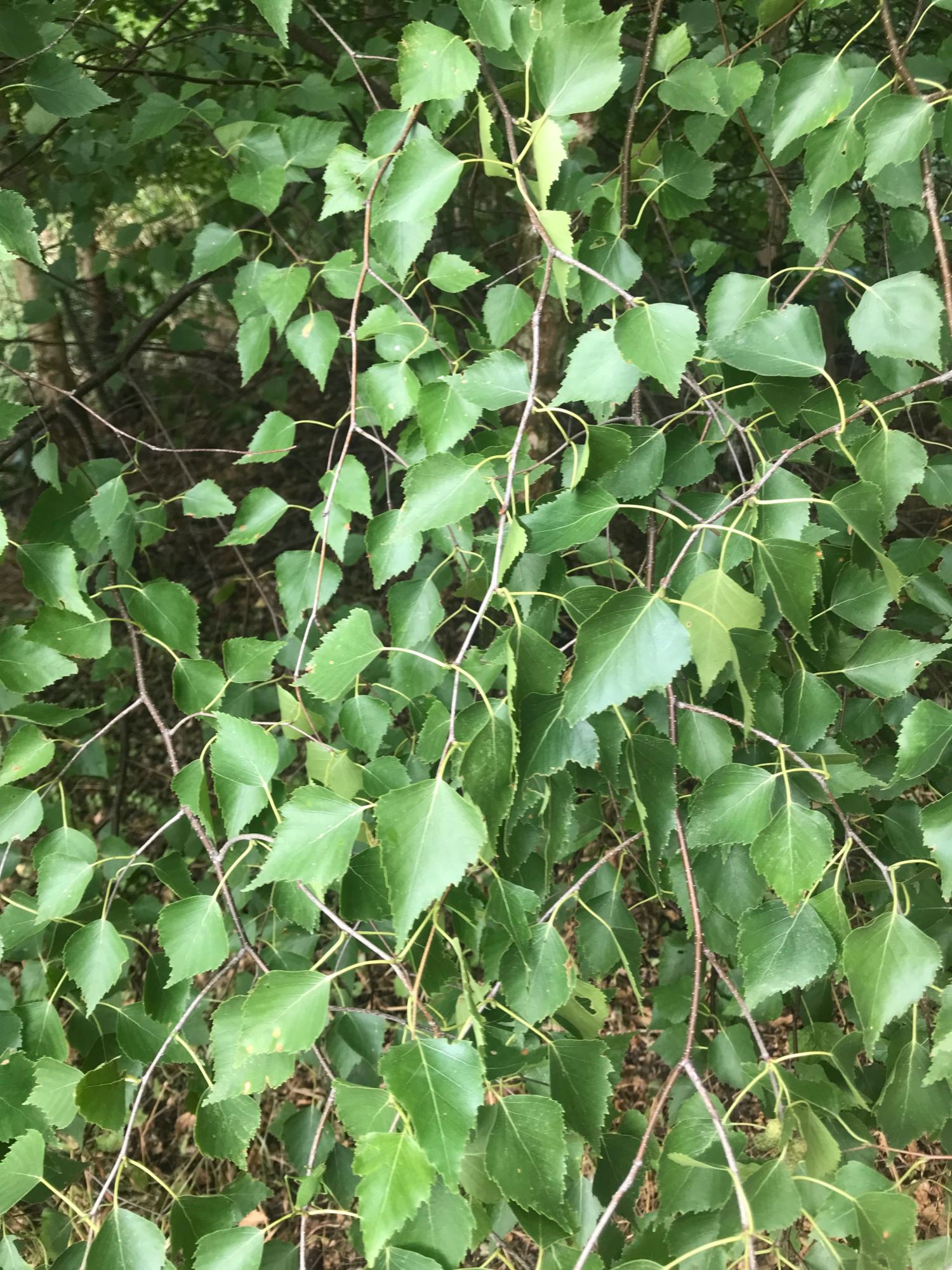 Image of Betula pendula subsp. pendula