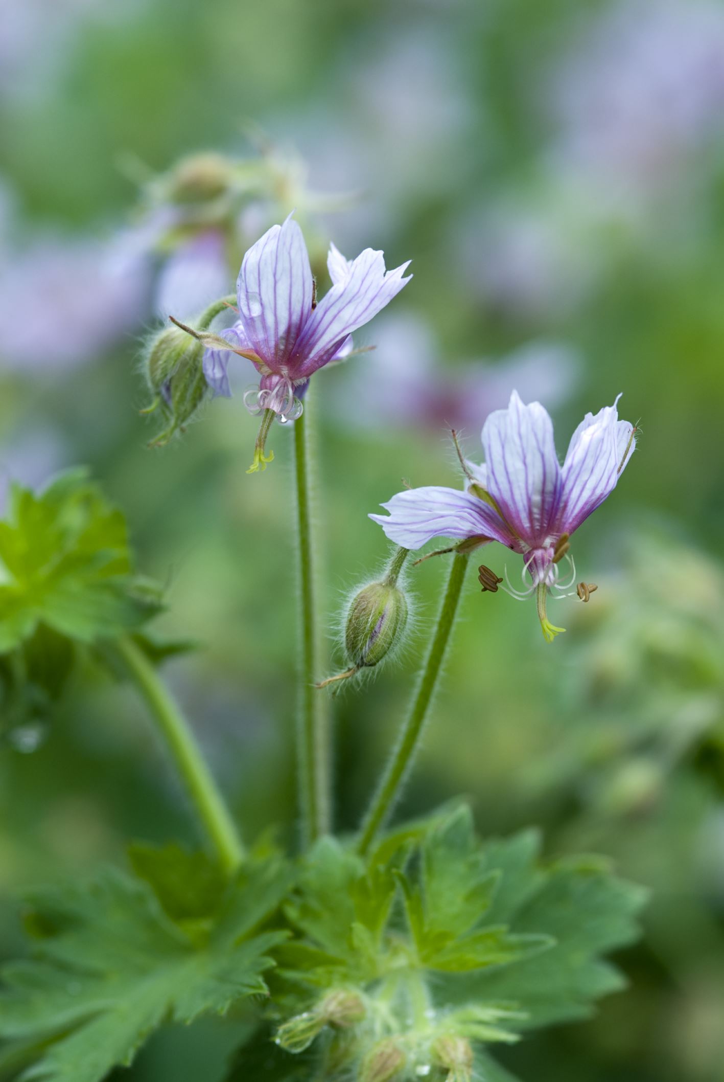 Image of Geranium aristatum
