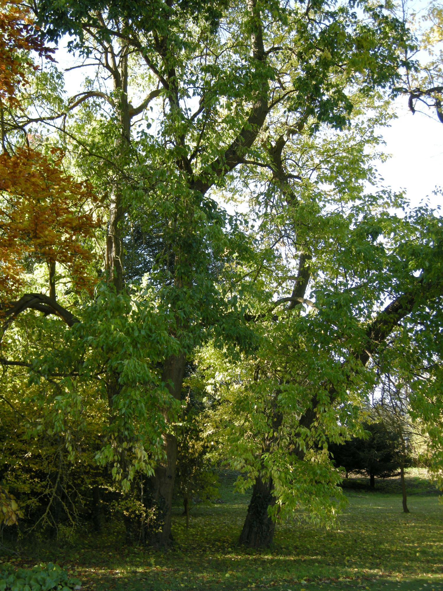Image of Maclura pomifera
