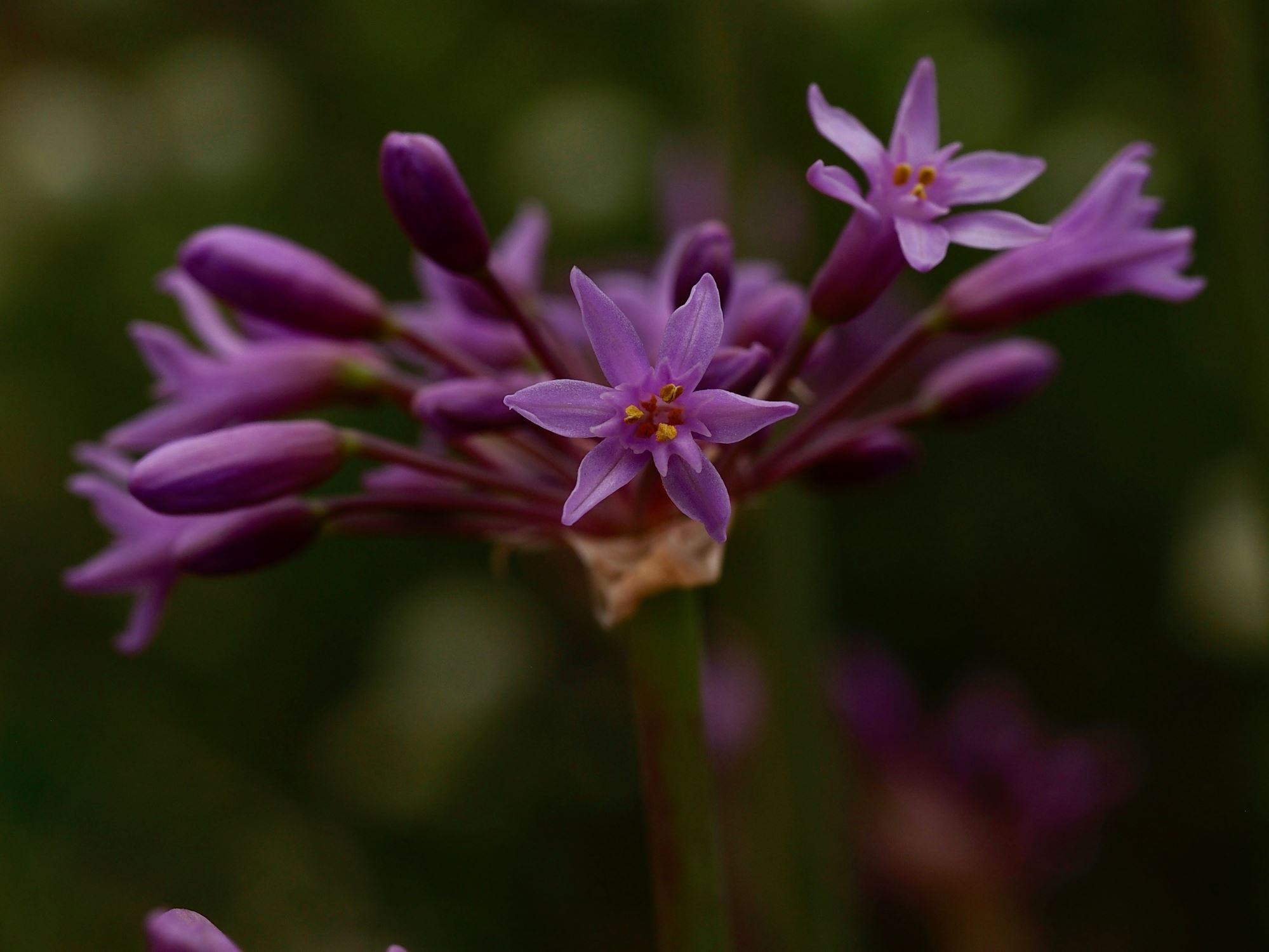 Image of Tulbaghia simmleri