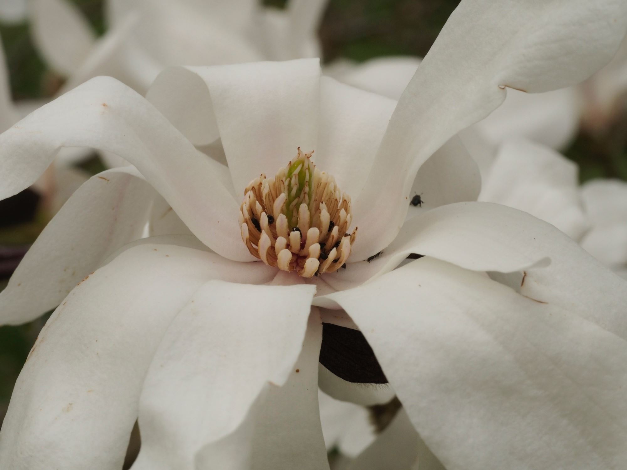 Image of Magnolia Ã— loebneri 'Merrill'