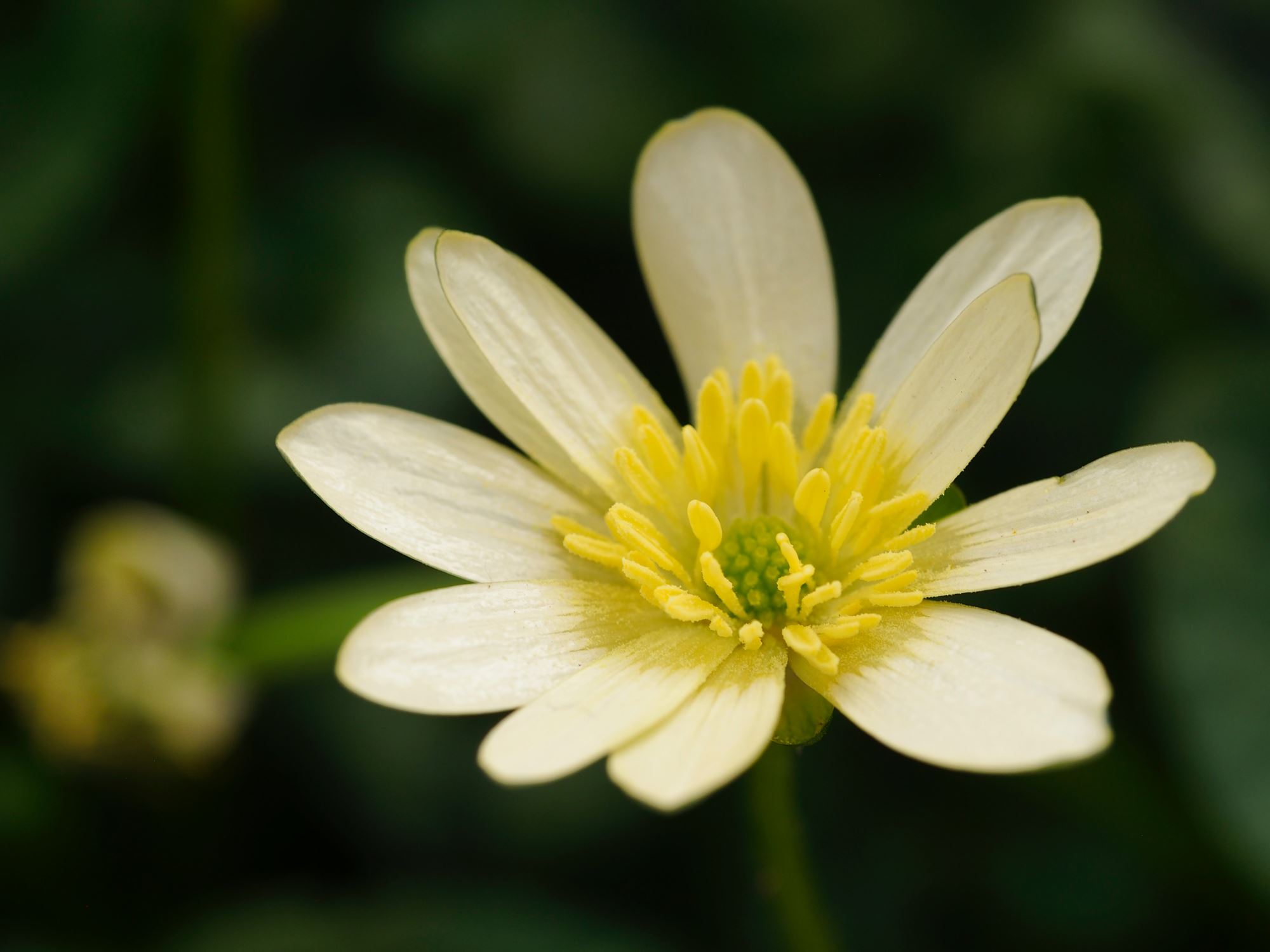 Image of Ficaria verna 'Single Cream'