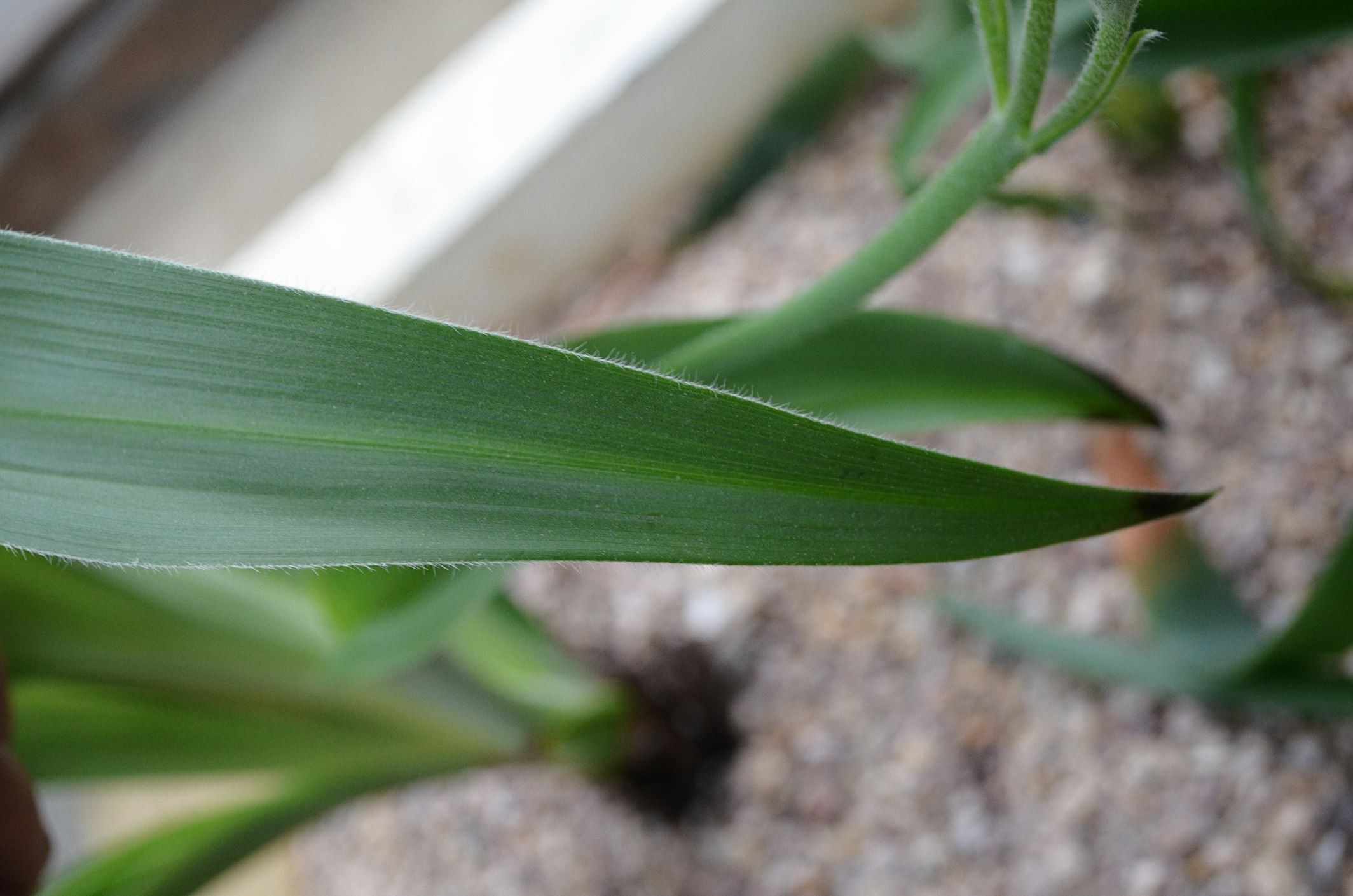 Image of Hypoxis hemerocallidea